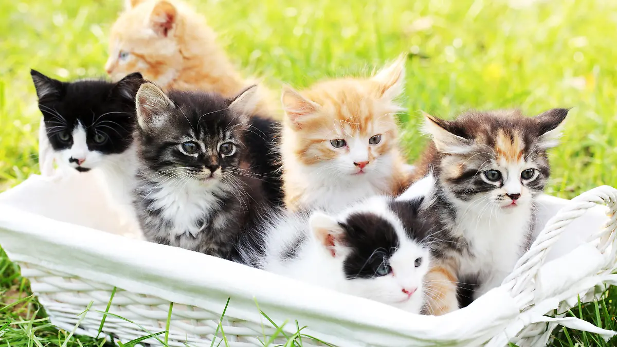 Sechs Katzenbabys