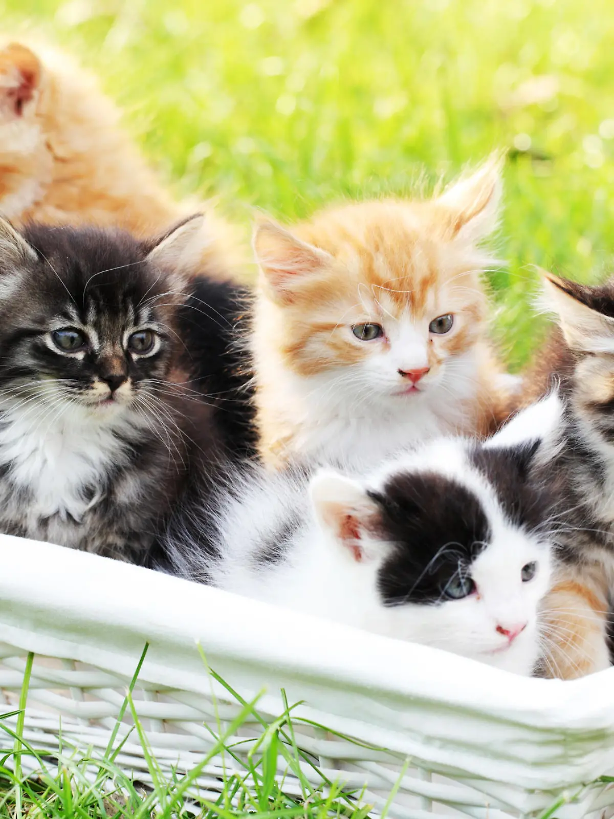 Sechs Katzenbabys