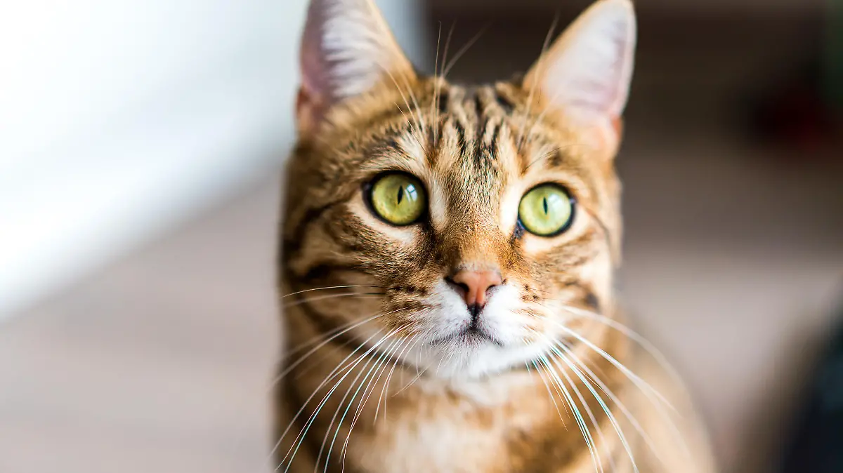Getigerte Katze