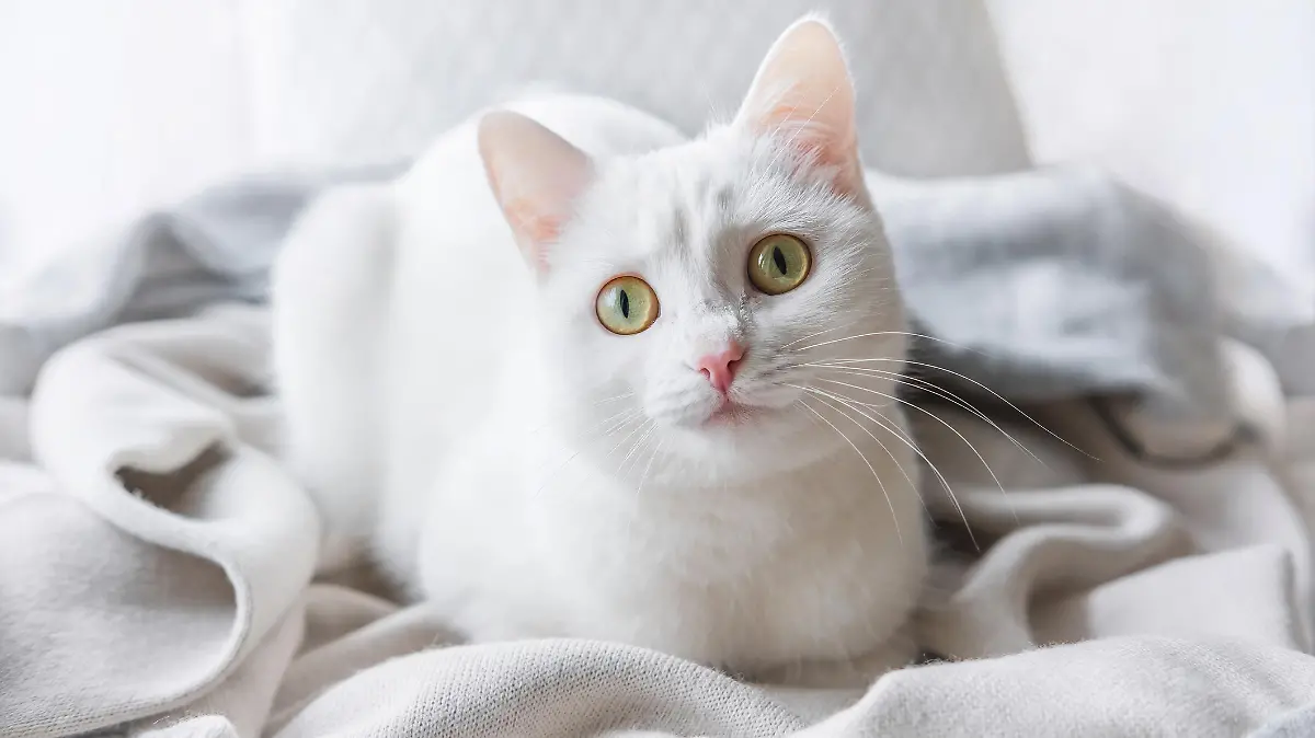 Weiße Katze