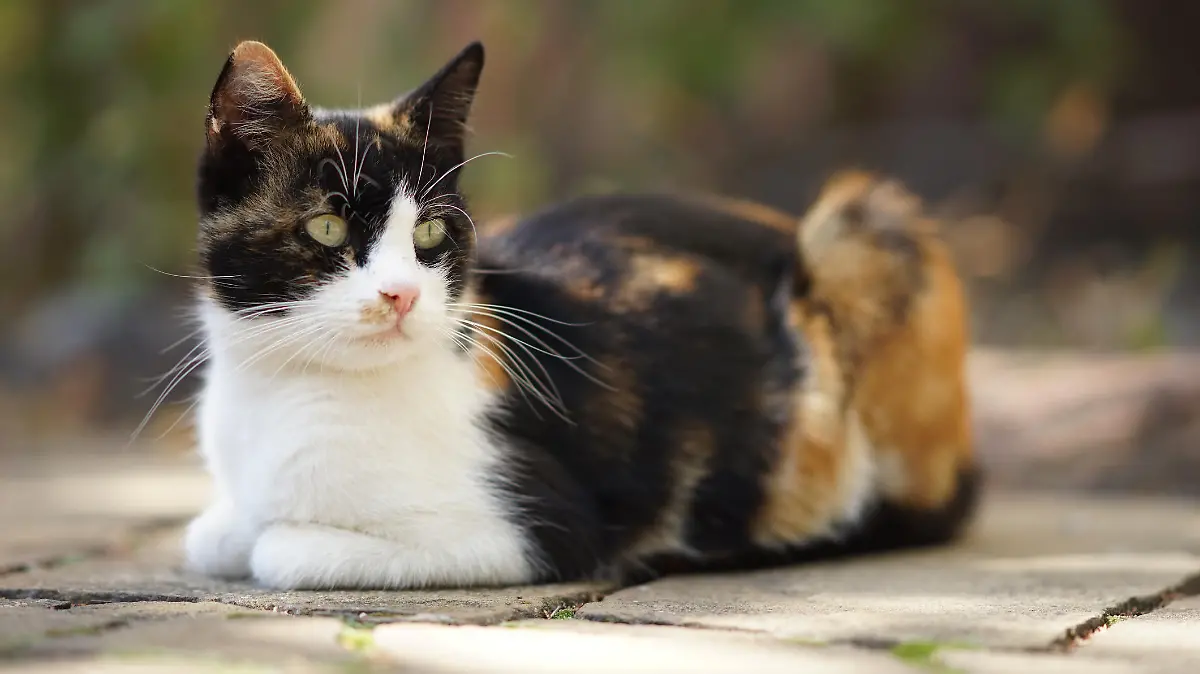Tricolor Katze