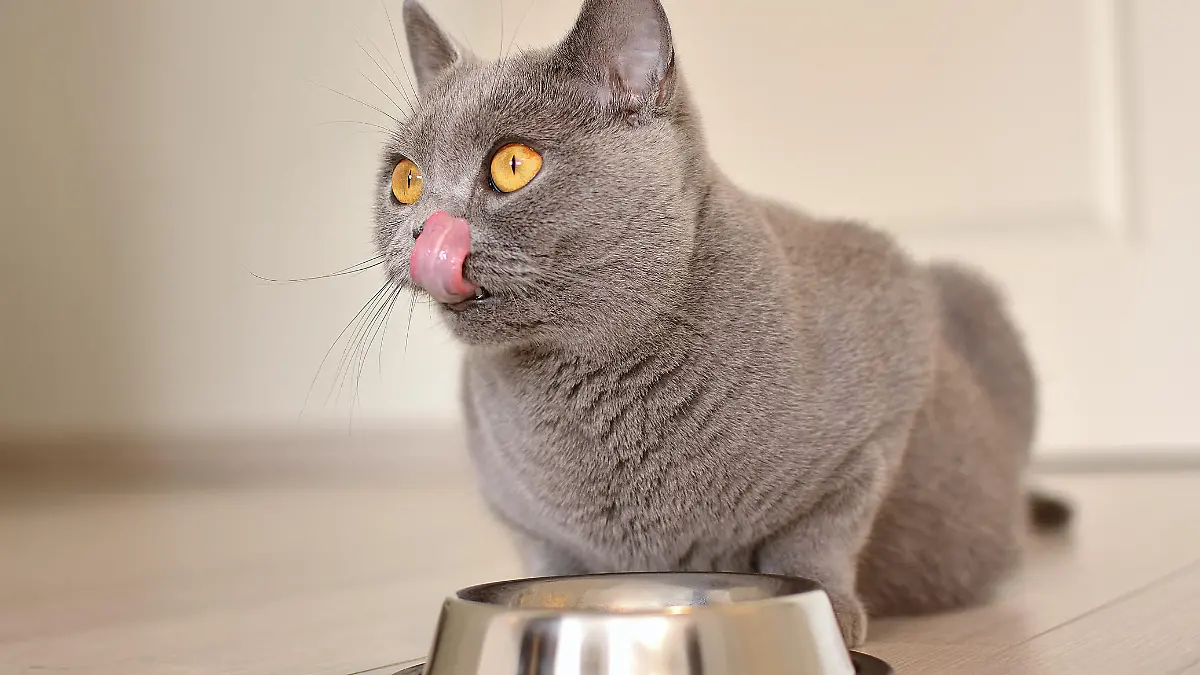 Graue Katze