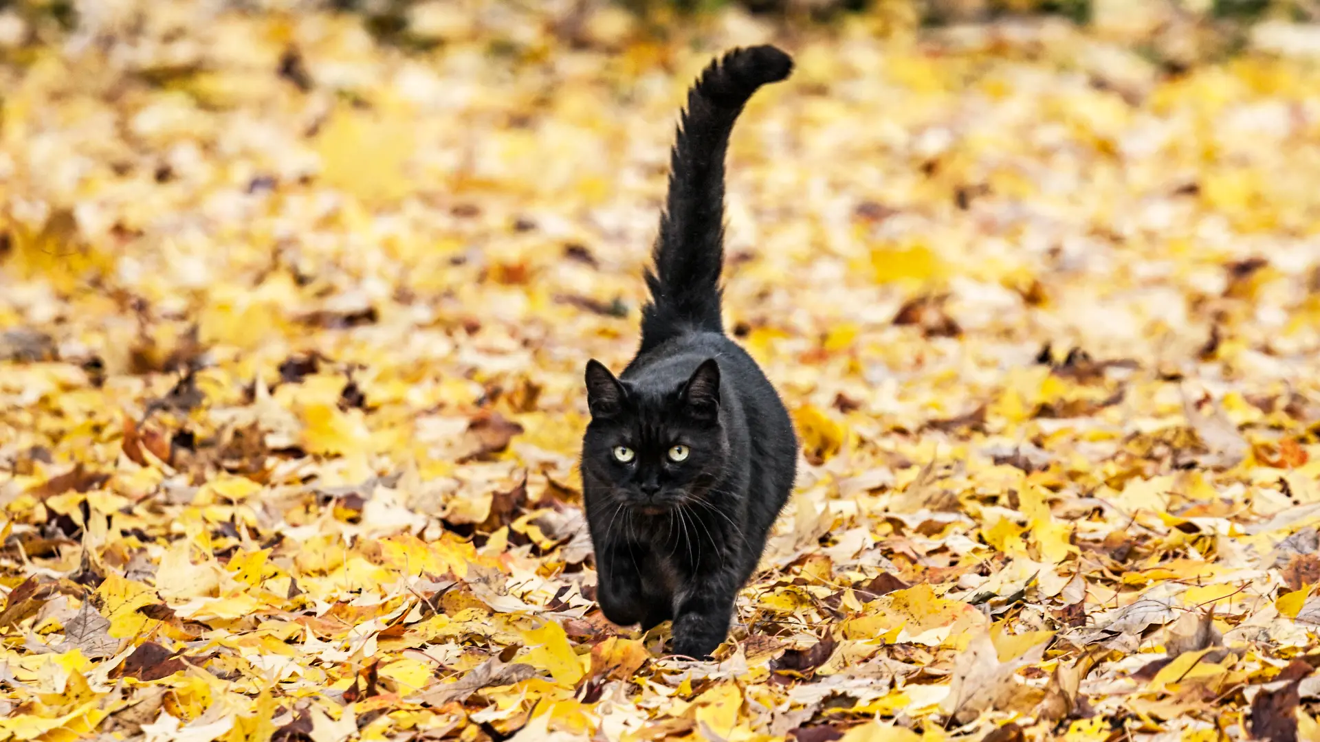 Schwarze Katze läuft durch Herbstblätter