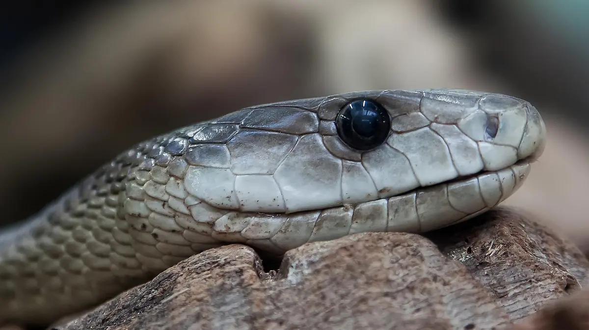 Das Gift einer Schwarzen Mamba kann innerhalb von Minuten zu Herzrhythmus-Störungen und Atemstillstand führen – und so tödlich für den Menschen werden.