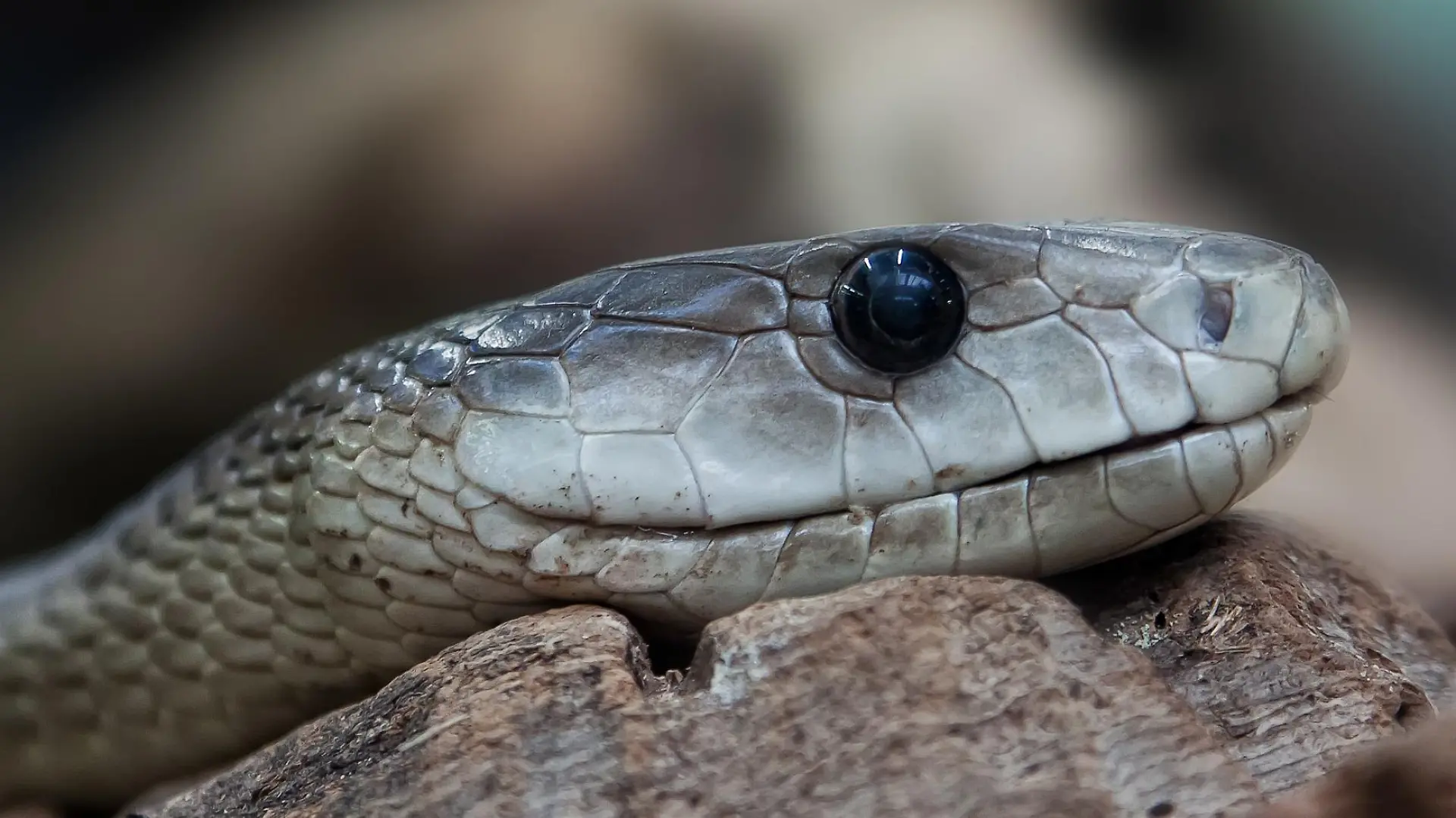 Das Gift einer Schwarzen Mamba kann innerhalb von Minuten zu Herzrhythmus-Störungen und Atemstillstand führen – und so tödlich für den Menschen werden.