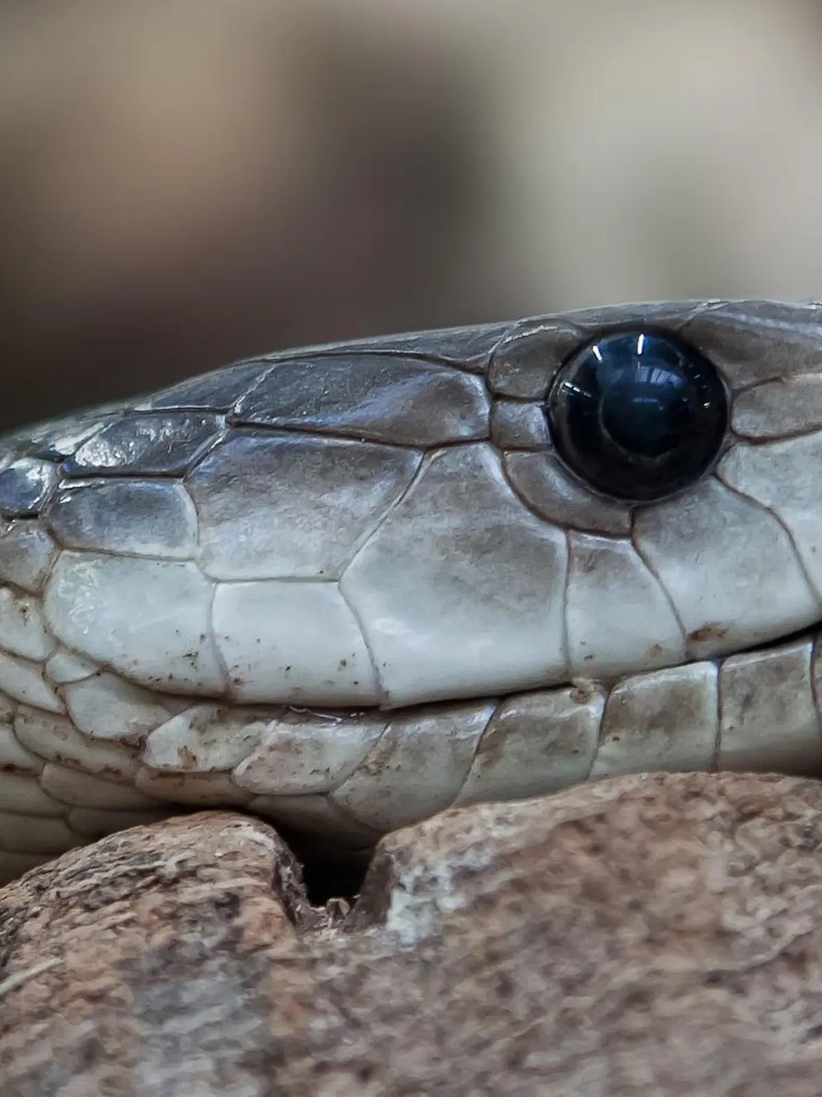 Das Gift einer Schwarzen Mamba kann innerhalb von Minuten zu Herzrhythmus-Störungen und Atemstillstand führen – und so tödlich für den Menschen werden.