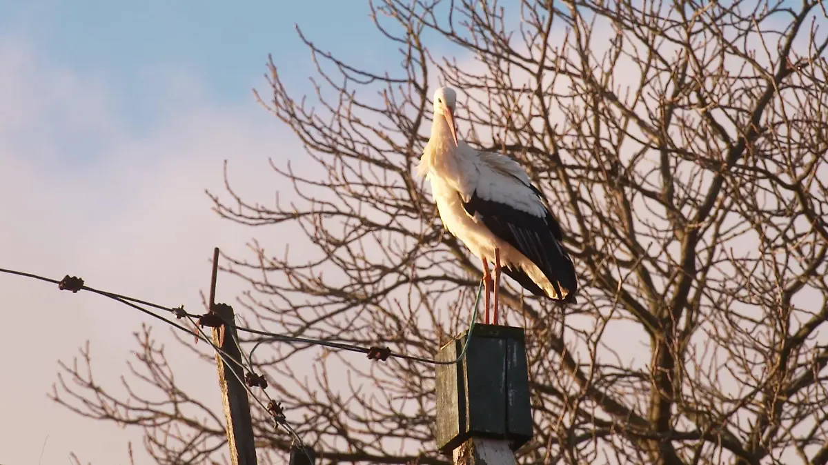 Der Storch vom Hof Eggers in Kirchwerder