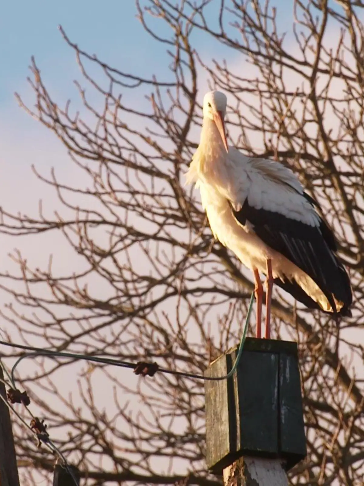 Der Storch vom Hof Eggers in Kirchwerder