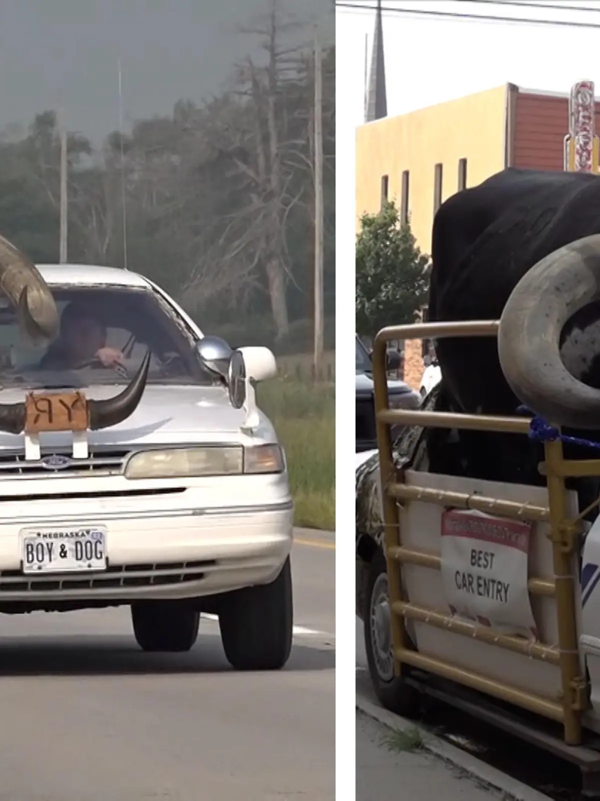 Ein Mann wollte seinen Bullen transportieren, allerdings auf seine eigene Art und Weise. Also pfercht er das Tier in einen kleinen Ford, um mit ihm über die Autobahn zu fahren.