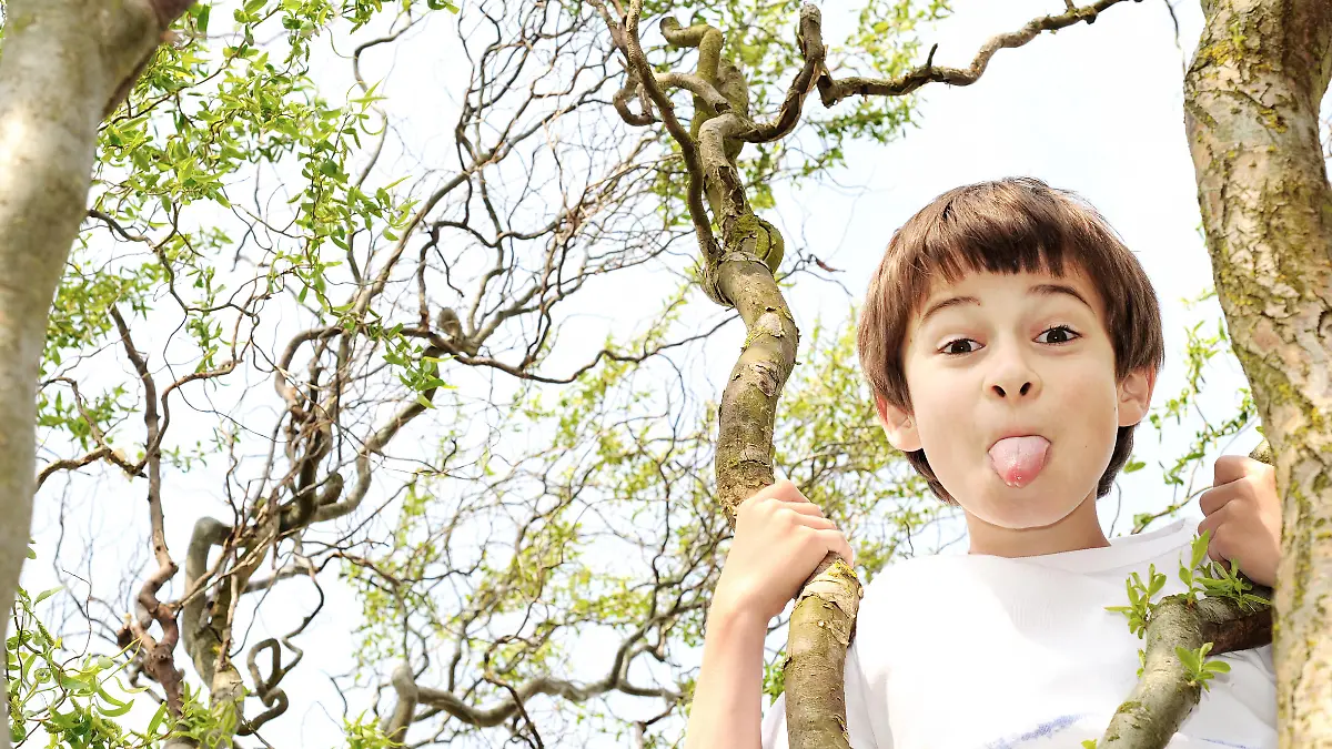 Young boy in a tree sticks his tongue out