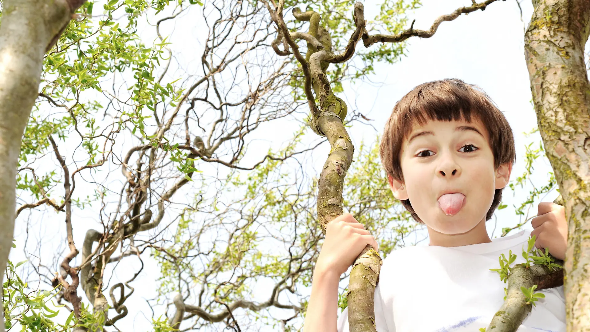Young boy in a tree sticks his tongue out