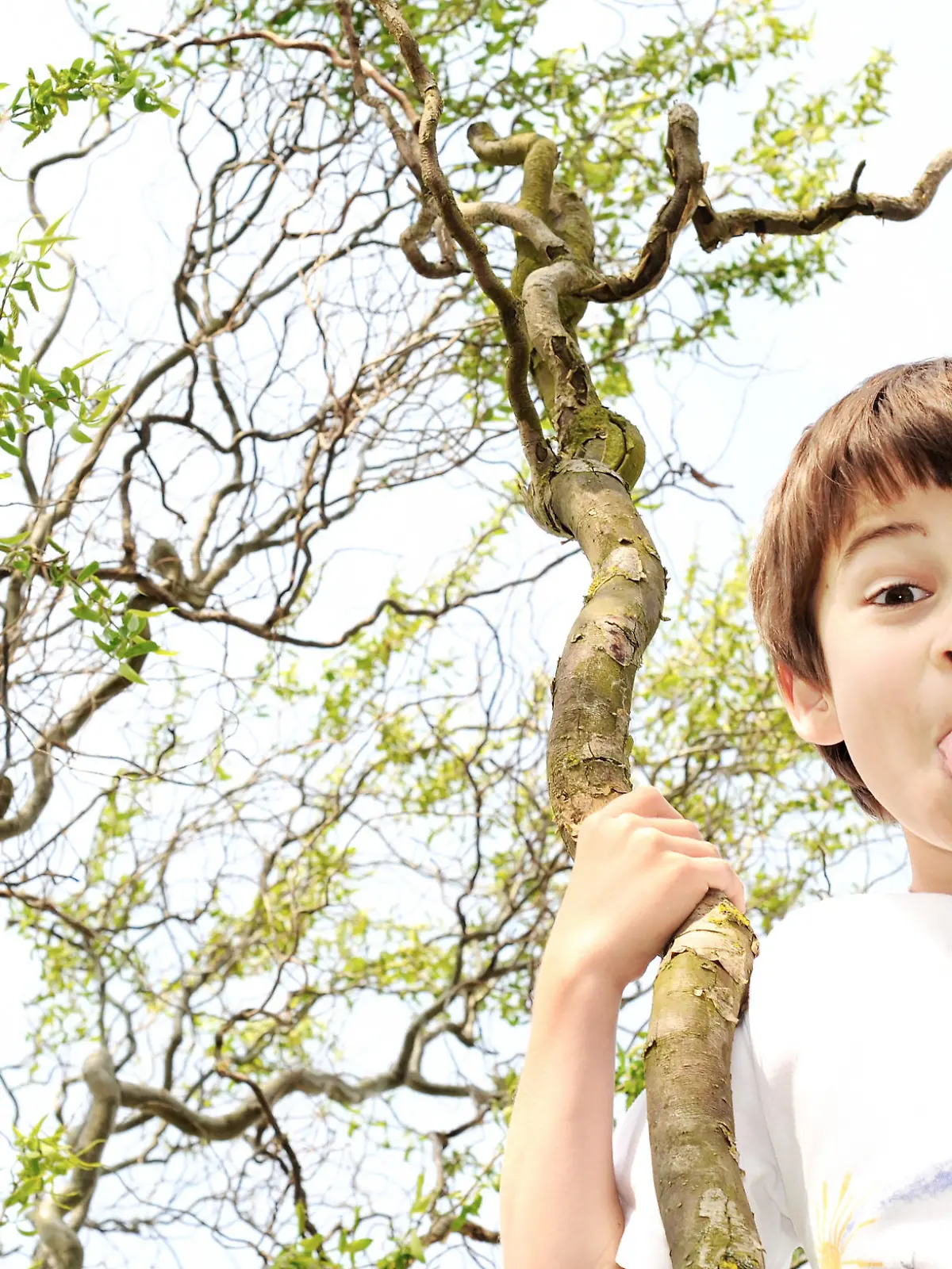 Young boy  in a tree sticks his tongue out