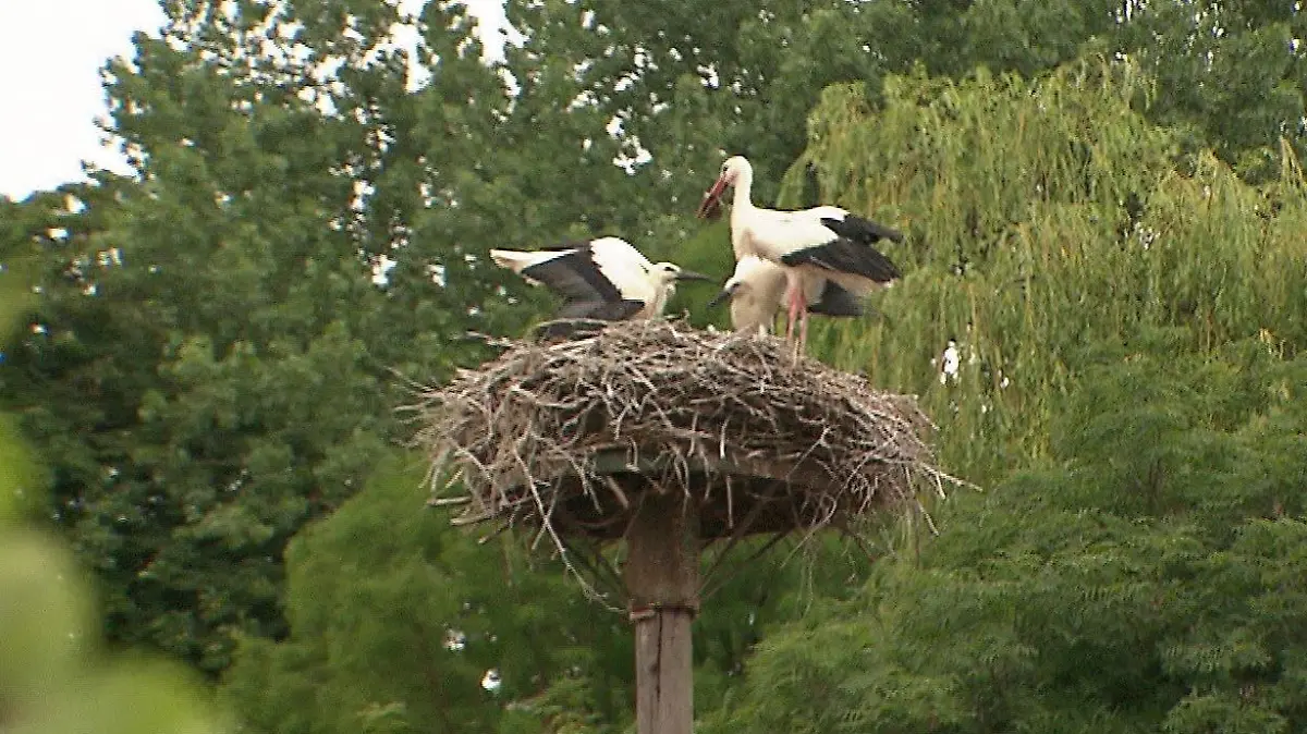 Ein Storchenpaar in ihrem Nest auf dem Dach