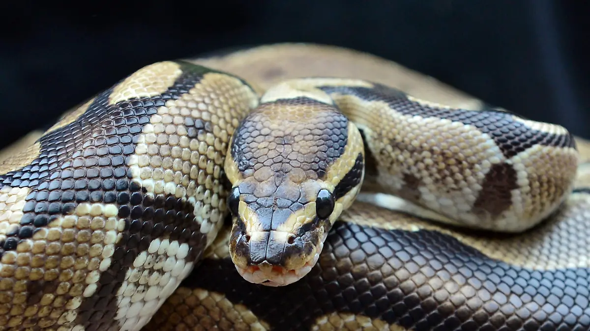 Königspython.  Der Königspython zählt zu den Riesenschlangen, gehört aber mit ungefähr 130 cm Gesamtlänge zu den kleineren Vertretern innerhalb der Gattung Python. Seine Heimat sind die Tropen in West- und Zentralafrika. Foto: HAns Wiedl