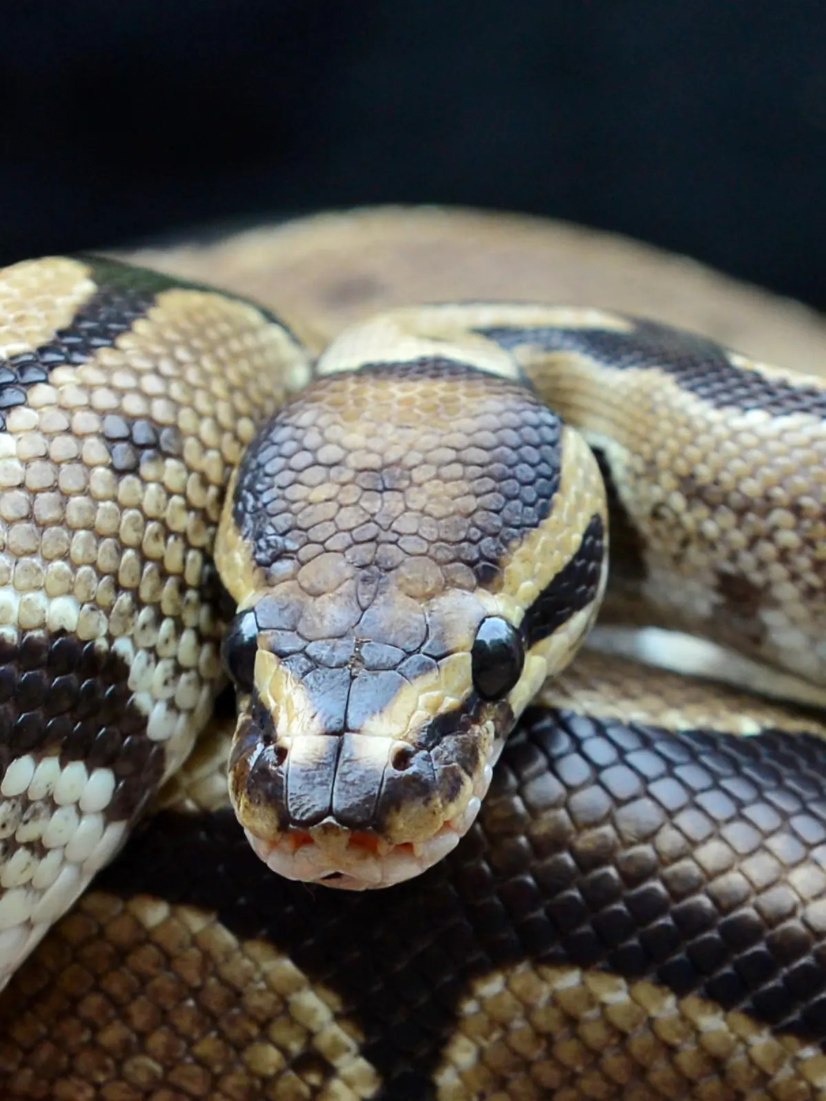 Königspython.  Der Königspython zählt zu den Riesenschlangen, gehört aber mit ungefähr 130 cm Gesamtlänge zu den kleineren Vertretern innerhalb der Gattung Python. Seine Heimat sind die Tropen in West- und Zentralafrika. Foto: HAns Wiedl