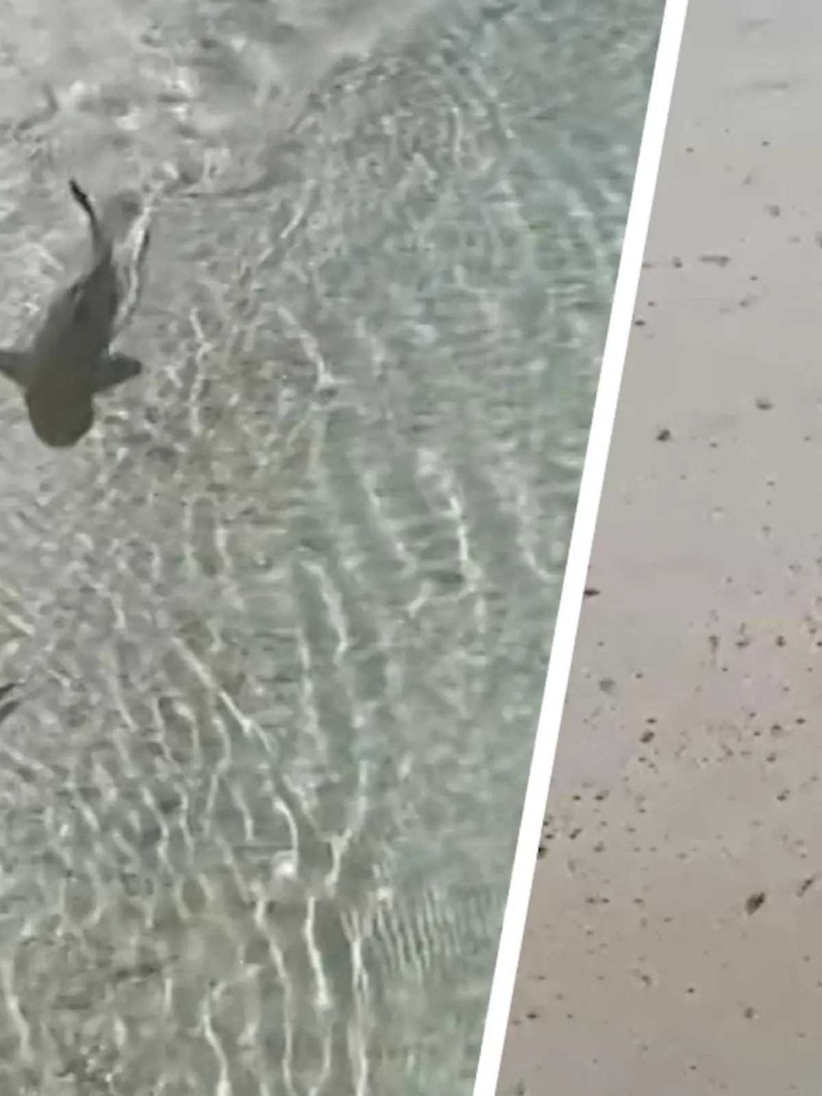 Ein Tiktok-User hält auf den Malediven ein witziges Naturspektakel fest. Ein kleiner Babyhai versucht einen Fisch zu erbeuten. Doch plötzlich kriegt er Konkurrenz. Ein Vogel ist ebenfalls hinter dem Fisch her. Im Zweifel gewinnt immer der Stärkere – oder? Wer es am Ende schafft, den Fisch zu schnappen, sehen Sie im Video.