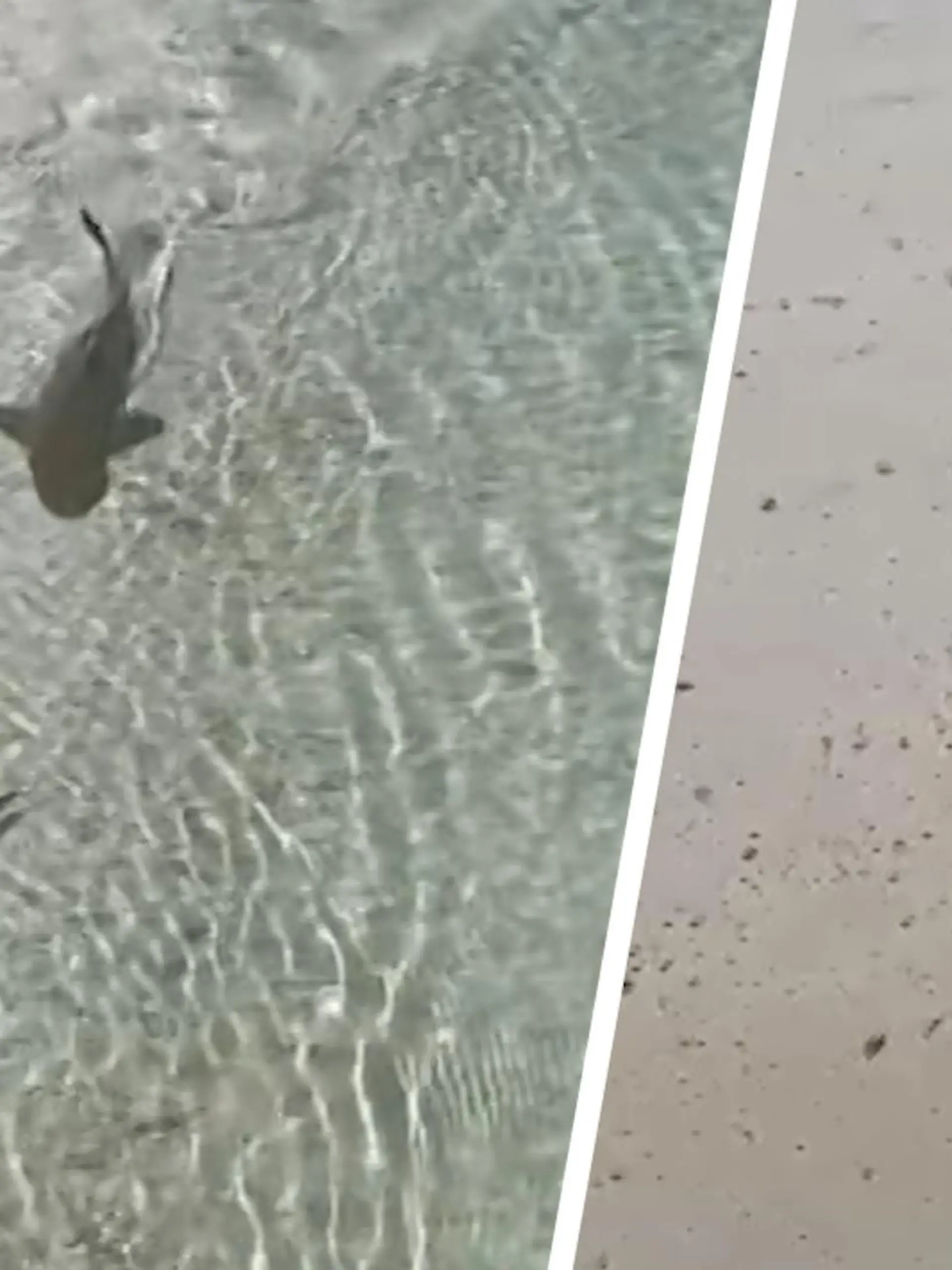 Ein Tiktok-User hält auf den Malediven ein witziges Naturspektakel fest. Ein kleiner Babyhai versucht einen Fisch zu erbeuten. Doch plötzlich kriegt er Konkurrenz. Ein Vogel ist ebenfalls hinter dem Fisch her. Im Zweifel gewinnt immer der Stärkere – oder? Wer es am Ende schafft, den Fisch zu schnappen, sehen Sie im Video.