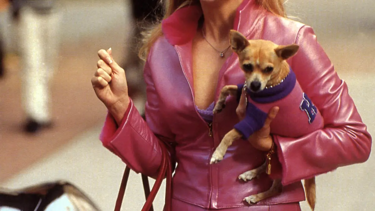 LEGALLY BLONDE (US 2001) REESE WITHERSPOON Date: 2001 (Mary Evans Picture Library) Keine Weitergabe an Drittverwerter., Nur für redaktionelle Verwendung.