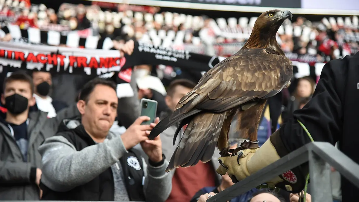  13.03.2022 Frankfurt am Main, Deutsche Bank Park Fussball, 1. Bundesliga, Saison 2021/2022 Eintracht Frankfurt - VfL Bochum Eintracht Frankfurt Maskottchen Adler Attila emspor, DFL regulations prohibit any use of photographs as image sequences and/or quasi-video *** 13 03 2022 Frankfurt am Main, Deutsche Bank Park Football, 1 Bundesliga, Season 2021 2022 Eintracht Frankfurt VfL Bochum Eintracht Frankfurt Mascot Eagle Attila emspor, DFL regulations prohibit any use of photographs as image sequences and or quasi video