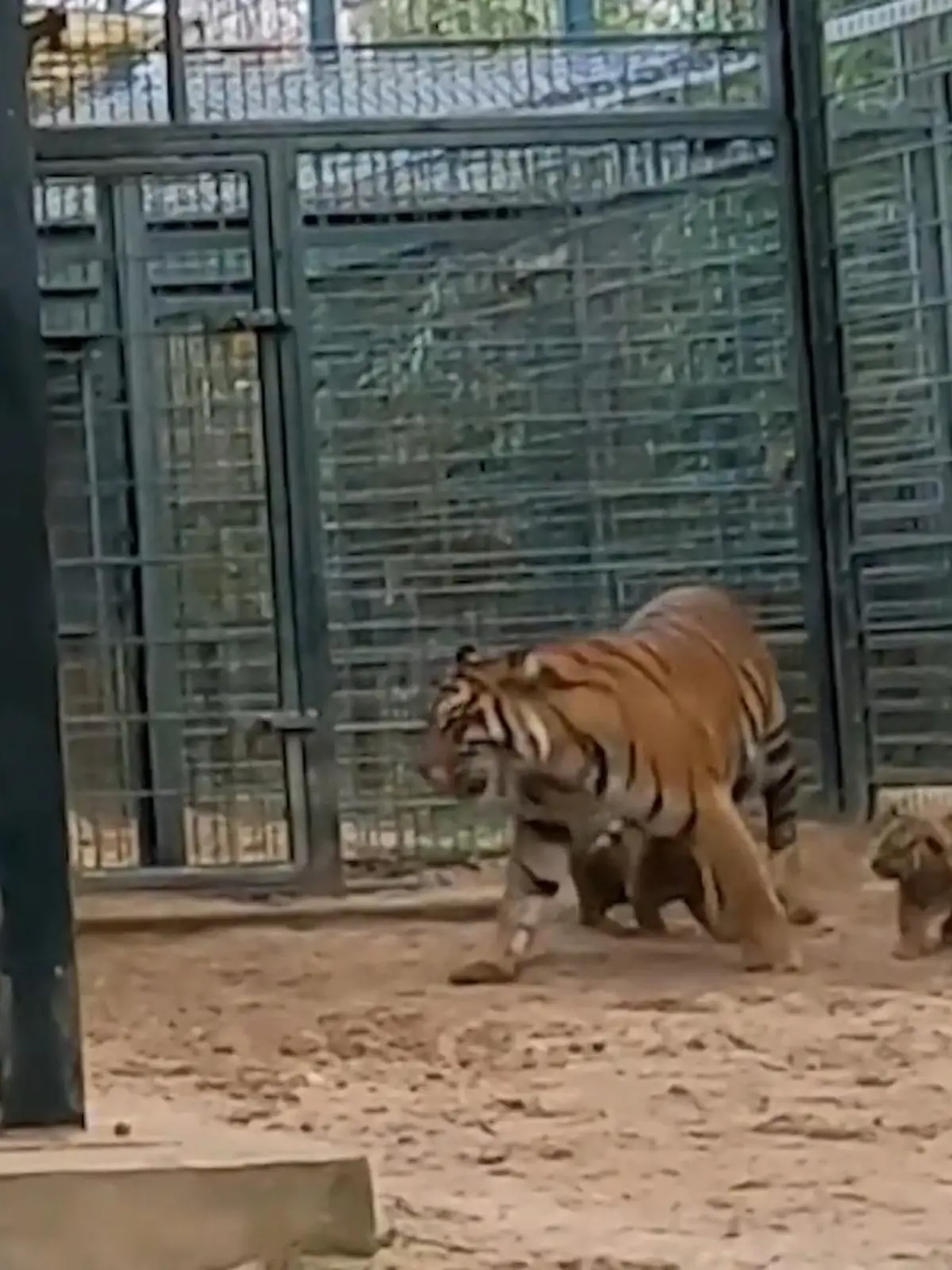 Bild zu: "Freude im Zoo Krefeld"