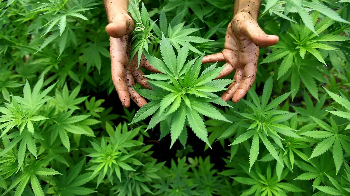 ARCHIV - Cannabis Pflanzen, aus denen auch Marihuana hergestellt wird, sind am 31.08.2010 in einer Plantage in Safed (Israel) zu sehen. Mit ihrer Forderung nach Einführung von Cannabis-Clubs hofft die Linke auf eine Debatte über einen neuen drogenpolitischen Kurs in Deutschland. «Wir wollen weg von der Verteufelung», sagte der drogenpolitische Sprecher der Linken im Bundestag, Tempel, der Nachrichtenagentur dpa in Berlin. Foto: EPA/ABIR SULTAN ISRAEL OUT (zu dpa-Korr: "Linke fordern Cannabis-Clubs - SPD für Neuregelung bei Eigenkonsum" vom 24.12.2012)  +++(c) dpa - Bildfunk+++