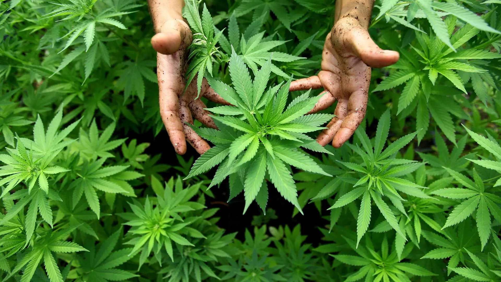 ARCHIV - Cannabis Pflanzen, aus denen auch Marihuana hergestellt wird, sind am 31.08.2010 in einer Plantage in Safed (Israel) zu sehen. Mit ihrer Forderung nach Einführung von Cannabis-Clubs hofft die Linke auf eine Debatte über einen neuen drogenpolitischen Kurs in Deutschland. «Wir wollen weg von der Verteufelung», sagte der drogenpolitische Sprecher der Linken im Bundestag, Tempel, der Nachrichtenagentur dpa in Berlin. Foto: EPA/ABIR SULTAN ISRAEL OUT (zu dpa-Korr: "Linke fordern Cannabis-Clubs - SPD für Neuregelung bei Eigenkonsum" vom 24.12.2012) +++(c) dpa - Bildfunk+++