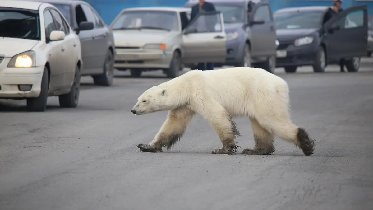 HANDOUT - 17.06.2019, Russland, Norilsk: Dieser Eisbär (undatierte Aufnahme) auf Nahrungssuche ist in Sibirien in besiedeltes Gebiet vorgedrungen und sorgt nun für Aufregung. Bilder zeigen, wie das Tier in Norilsk unbeeindruckt von Autos Straßen überquert und keine Scheu vor Menschen hat. Foto: Irina Yarinskaya/Zapolyarnaya Pravda/dpa - ACHTUNG: Nur zur redaktionellen Verwendung im Zusammenhang mit der aktuellen Berichterstattung und nur mit vollständiger Nennung des vorstehenden Credits +++ dpa-Bildfunk +++