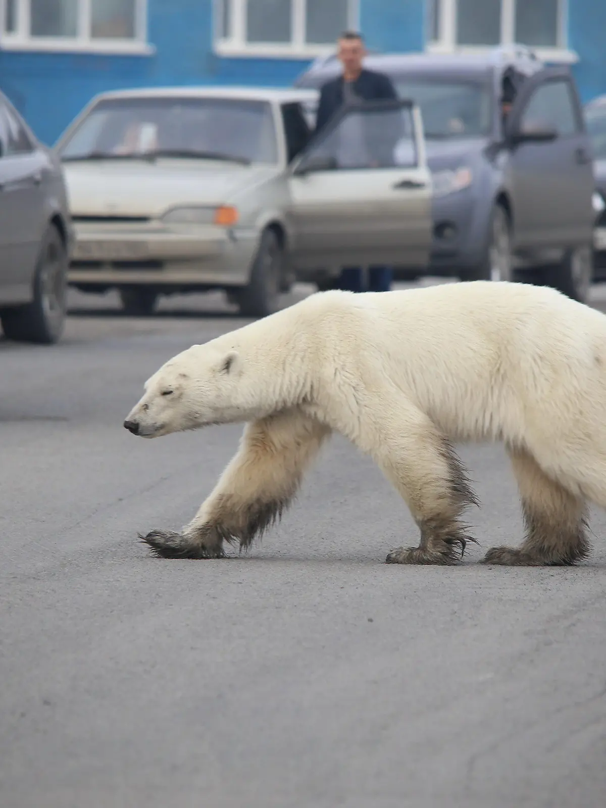 HANDOUT - 17.06.2019, Russland, Norilsk: Dieser Eisbär (undatierte Aufnahme) auf Nahrungssuche ist in Sibirien in besiedeltes Gebiet vorgedrungen und sorgt nun für Aufregung. Bilder zeigen, wie das Tier in Norilsk unbeeindruckt von Autos Straßen überquert und keine Scheu vor Menschen hat. Foto: Irina Yarinskaya/Zapolyarnaya Pravda/dpa - ACHTUNG: Nur zur redaktionellen Verwendung im Zusammenhang mit der aktuellen Berichterstattung und nur mit vollständiger Nennung des vorstehenden Credits +++ dpa-Bildfunk +++
