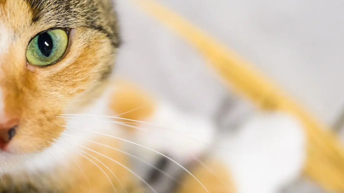Im Landreis Gotha hat eine Katze laut Polizei einen erheblichen Anteil daran, dass ihre Halterin aus einer gefährlichen Situation gerettet werden konnte. (Symbolbild)