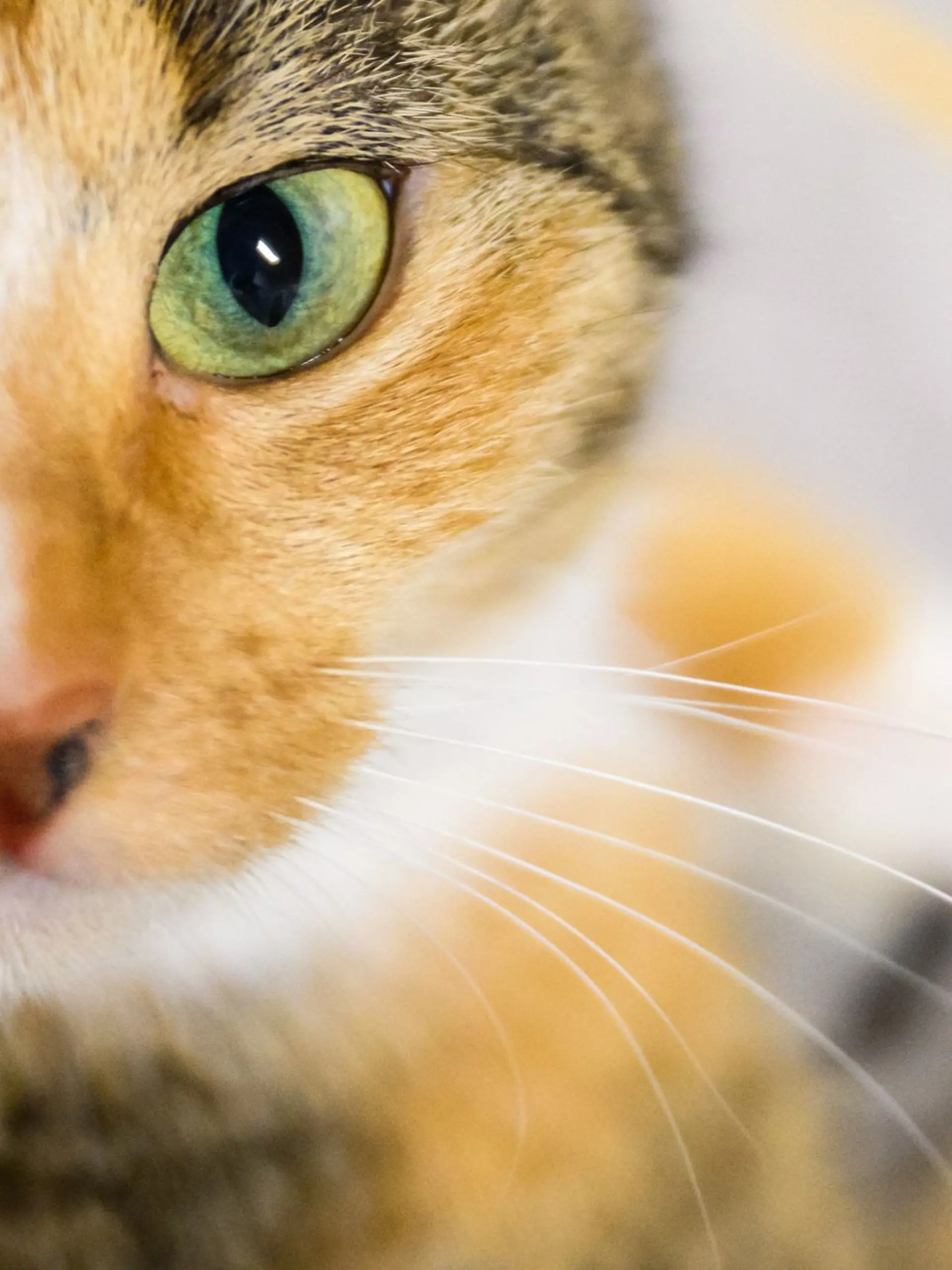 Bild zu: "Katzen-Wunder in Thüringen! Nachbarn retten Frau dank Mieze"