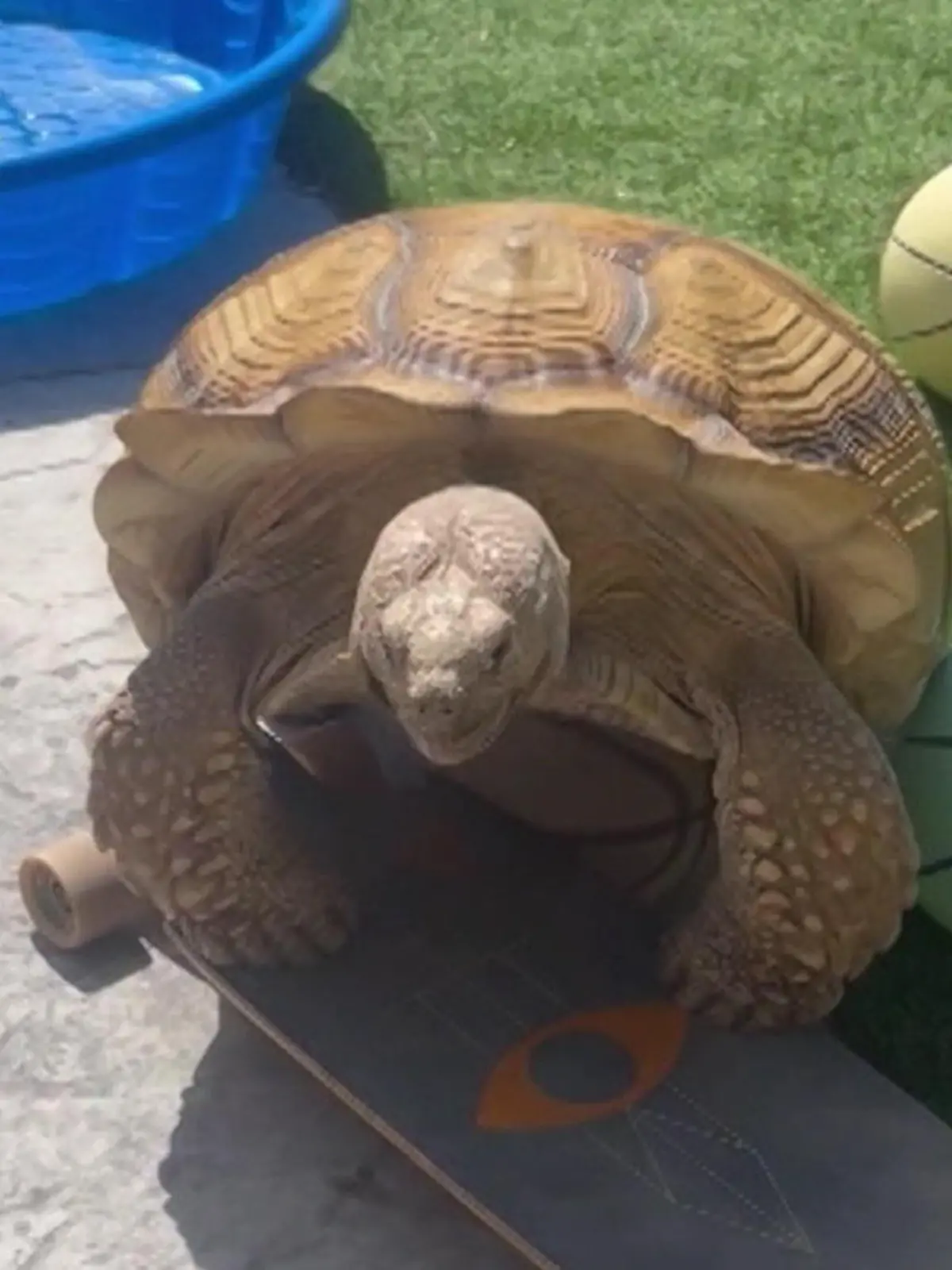 Horny-Schildkröte knattert sich durch den Garten.