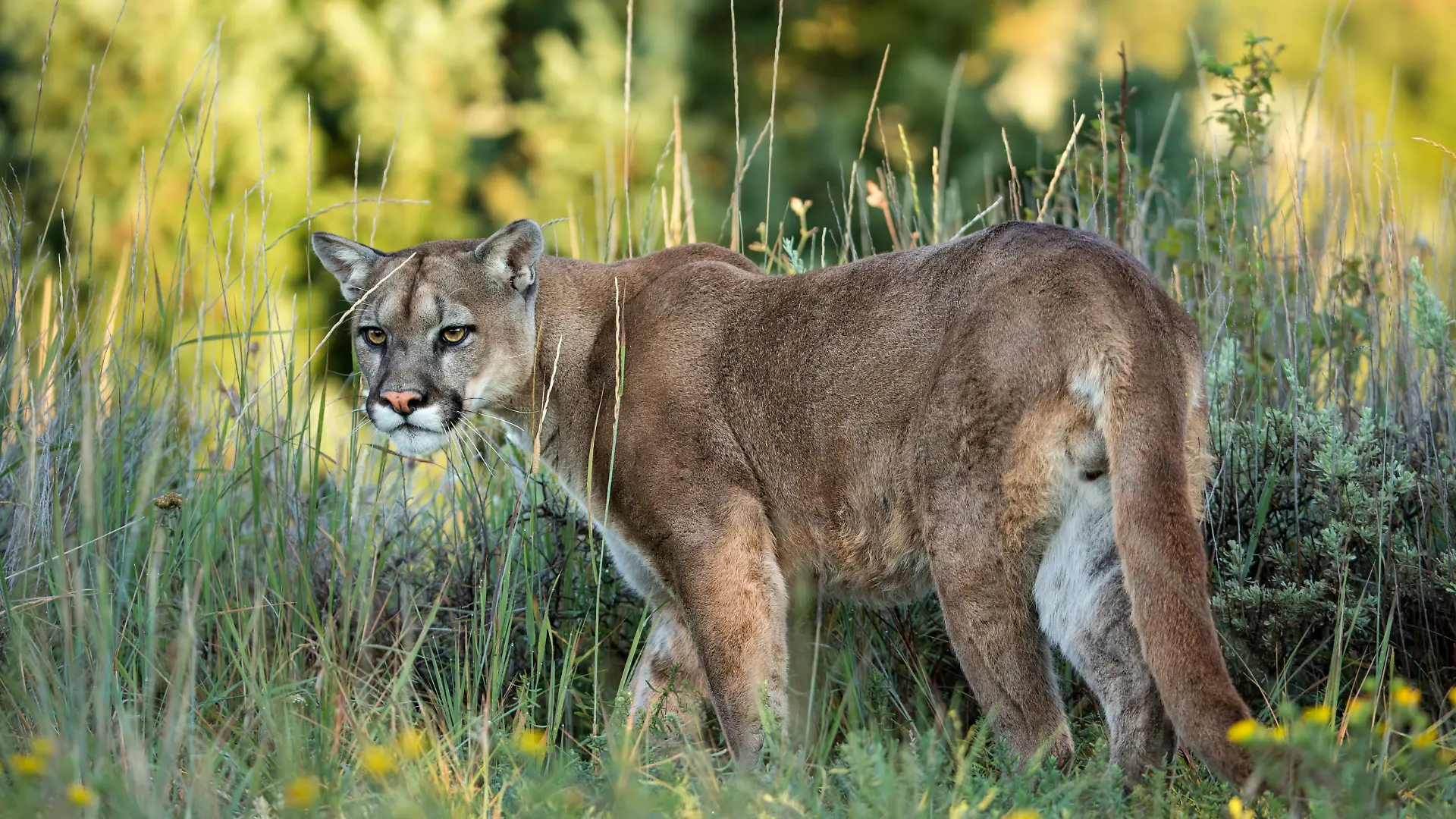 Eine Raubkatze, die in der Wildnis umherstreift. 