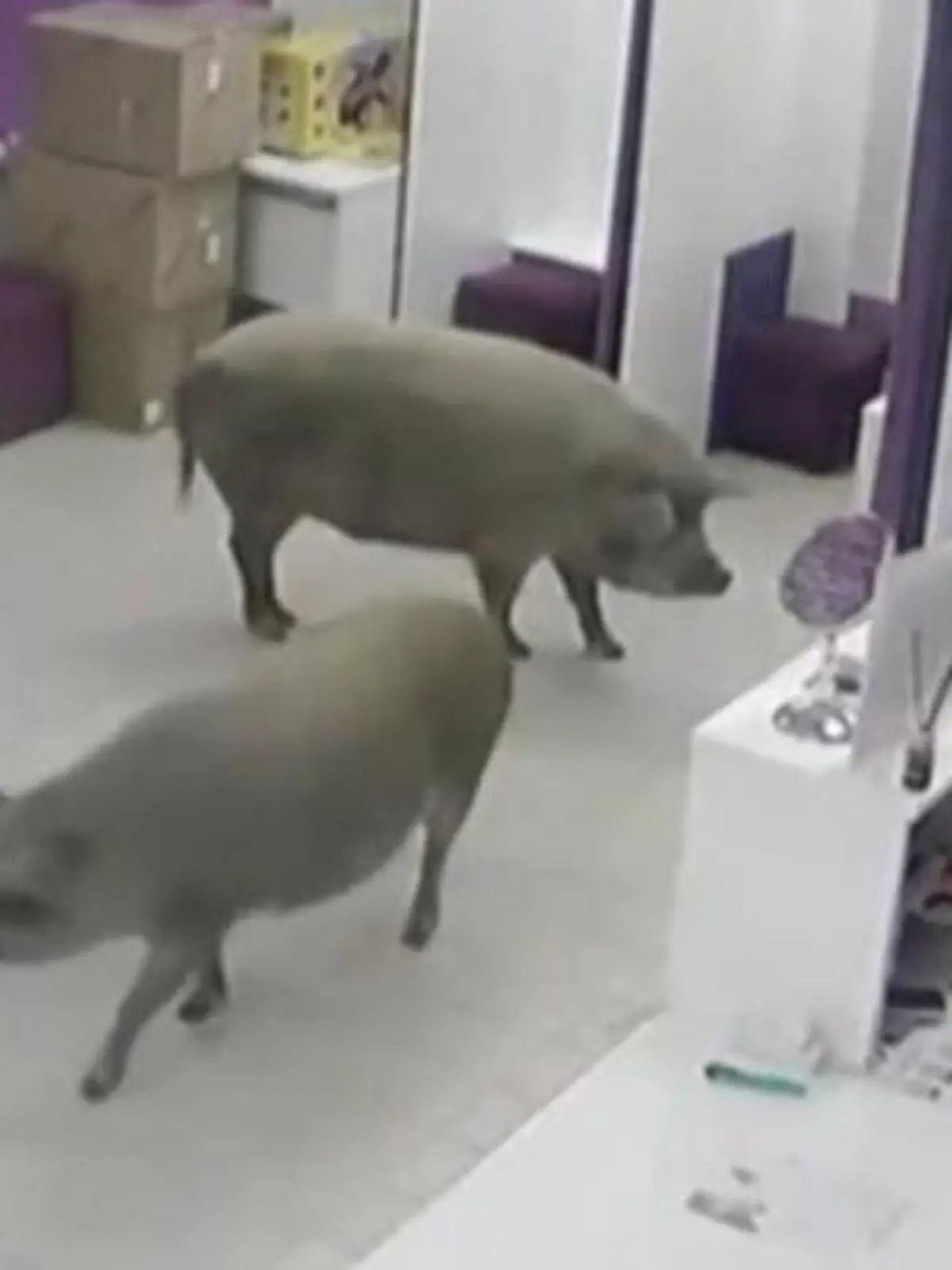 Bild zu: "Grunz statt Glamour: Schweine auf Botox-Jagd in Moskauer Schönheitsklinik"