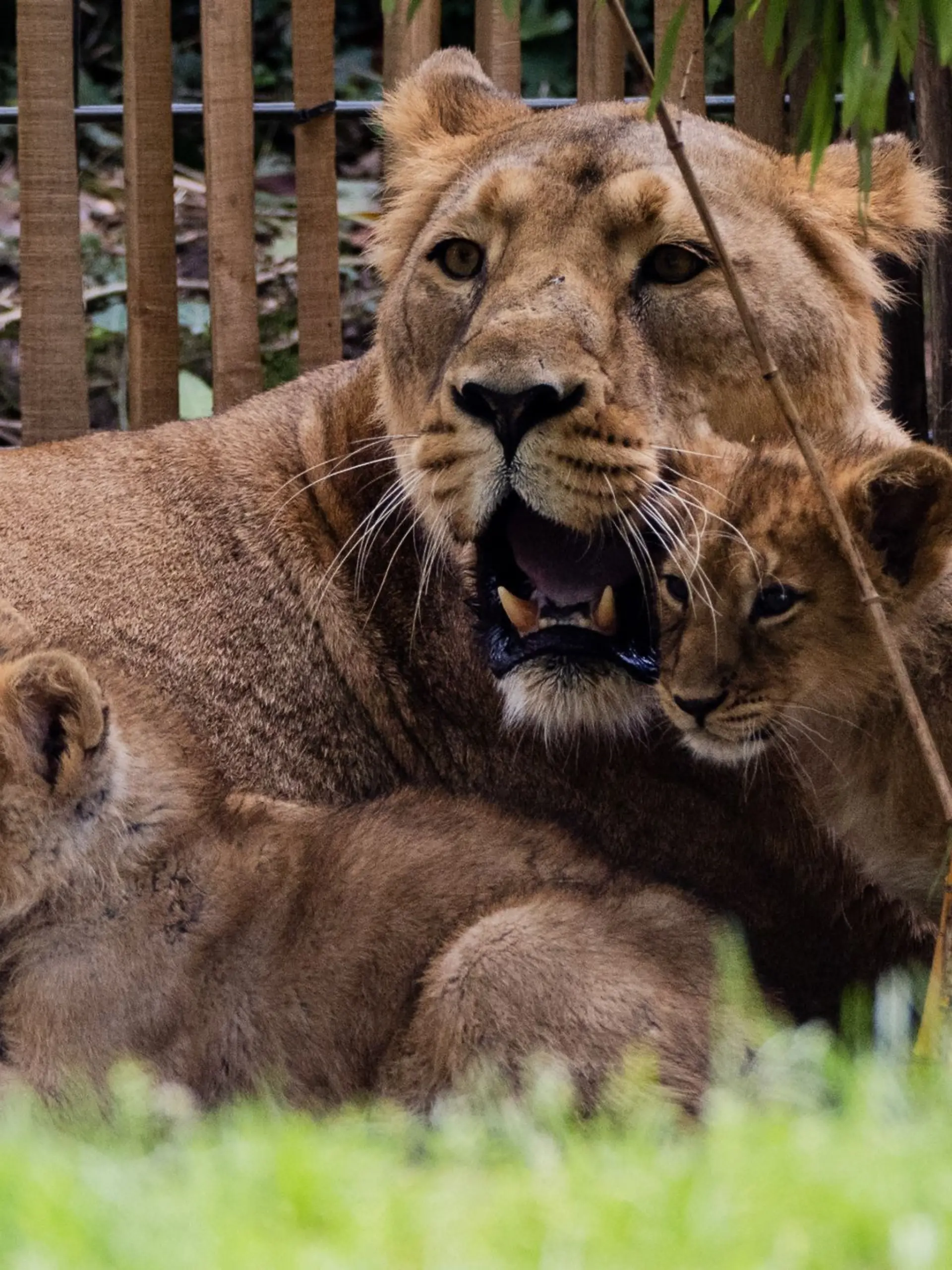Bild zu: "Kölner Zoo schläfert zwei kleine Löwen ein!"