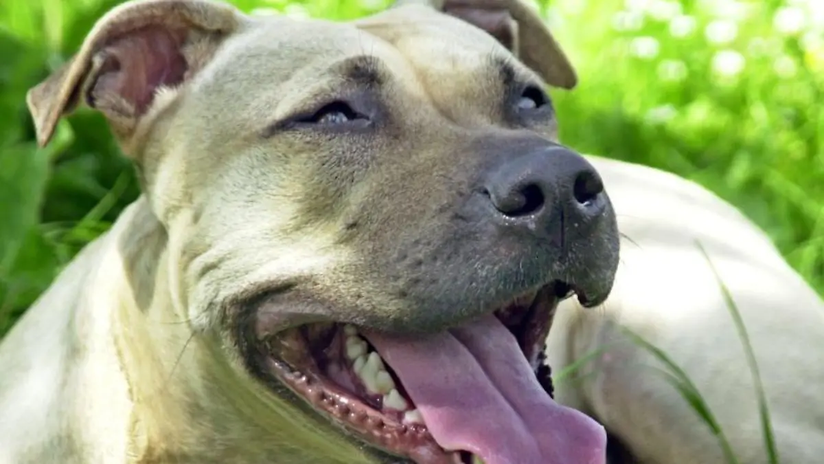 Ein Hund der Rasse American Staffordshire Terrier