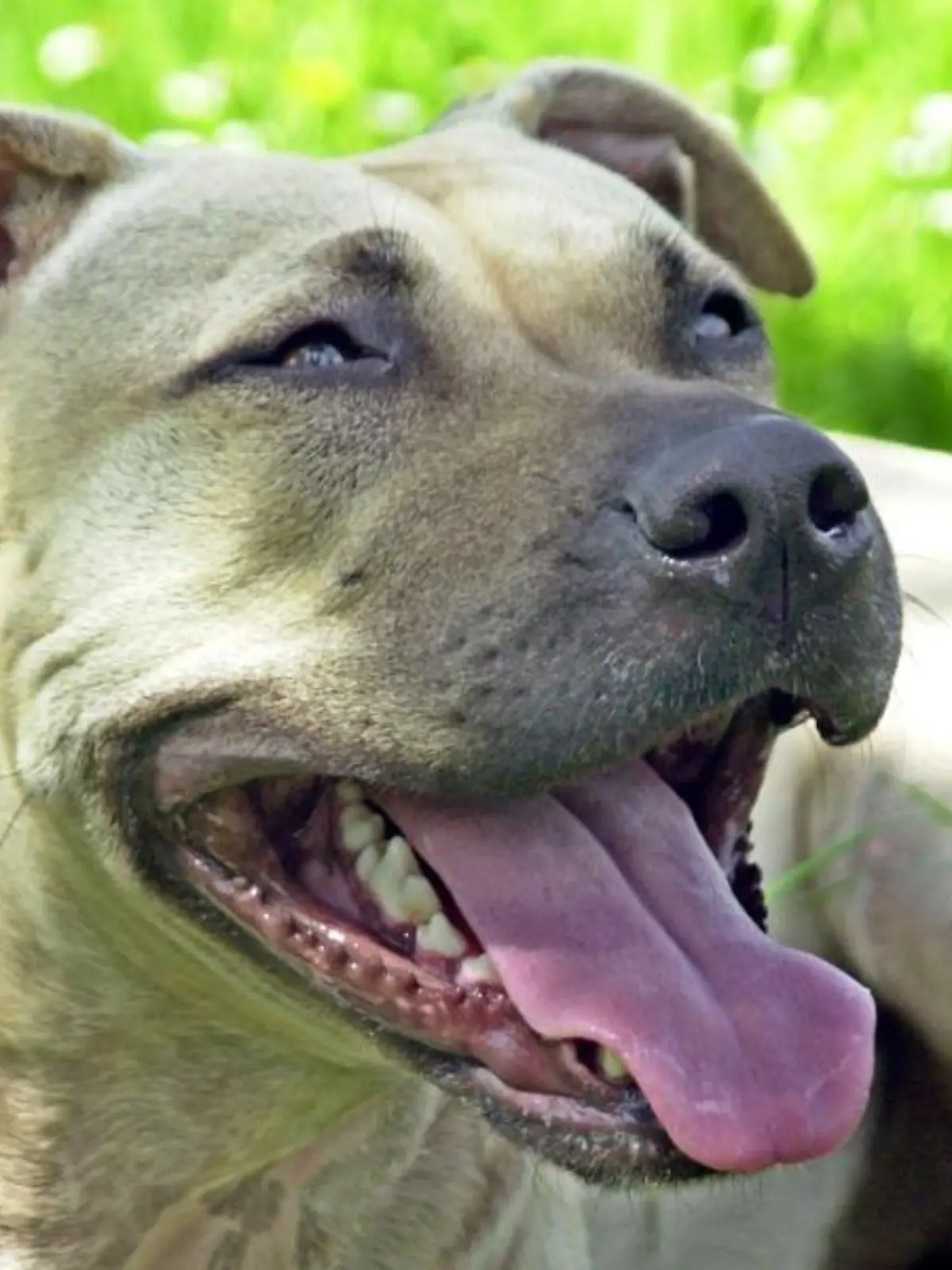 Ein Hund der Rasse American Staffordshire Terrier