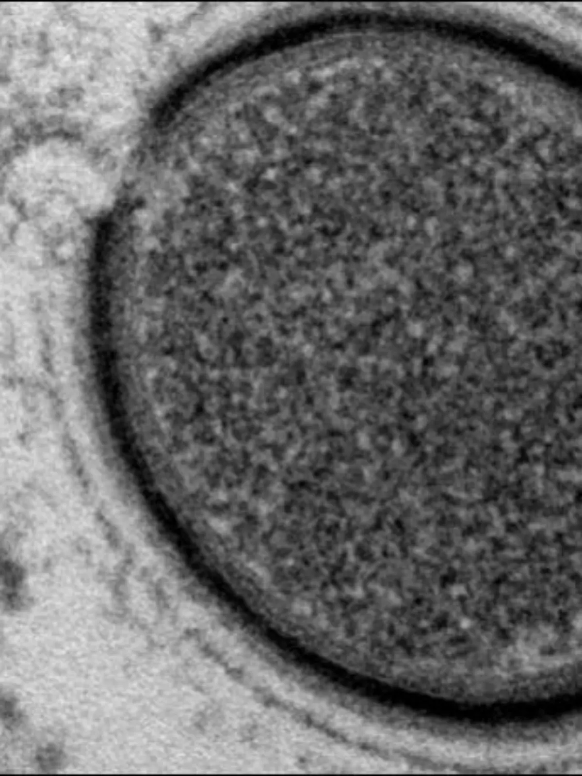 Virus Permafrost J.M. Claverie PNAS CNRS