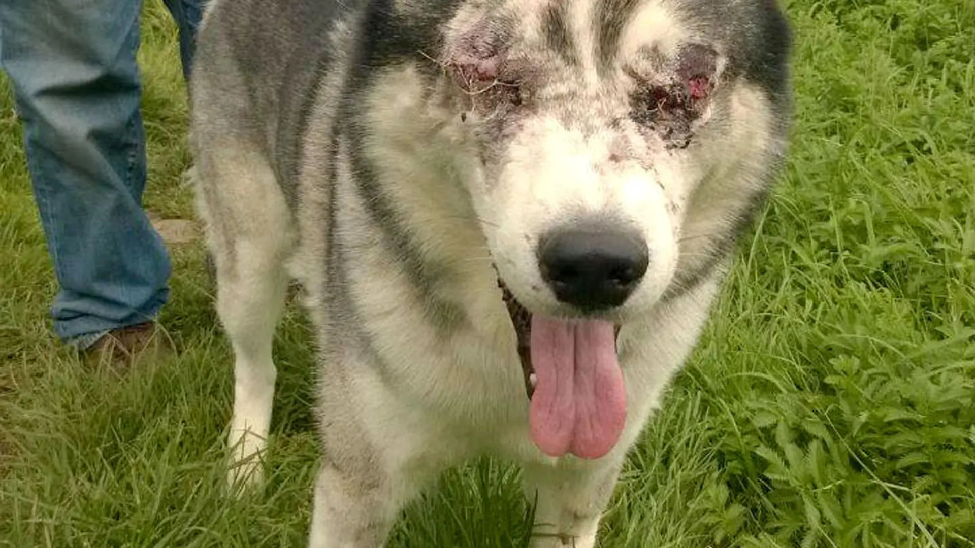 PIC FROM CATERS NEWS - (Pictured: Macari now after both eyes have been removed and the sockets stitched to heal. He is very strong and affectionate.) - These adorable little husky is looking for a new home after being dumped in a field and SHOT in the FACE. Poorly pooch Macari was taken to Galway Society for the Protection of Animals (SPCA), Ireland, in August by his owners, who claimed they could no longer look after him and his sister Reba as their new landlord did not allow pets. The Heathlawn sanctuary sadly had to turn him away as they were full, but told the owners to come back with the pups in two weeks. Sanctuary worker (?) Emma said: The parents had very little English, so it was the young teenage boy who spoke to us. They no longer could or wanted to keep their dogs, their new landlord wanted the dogs out. SEE CATERS COPY