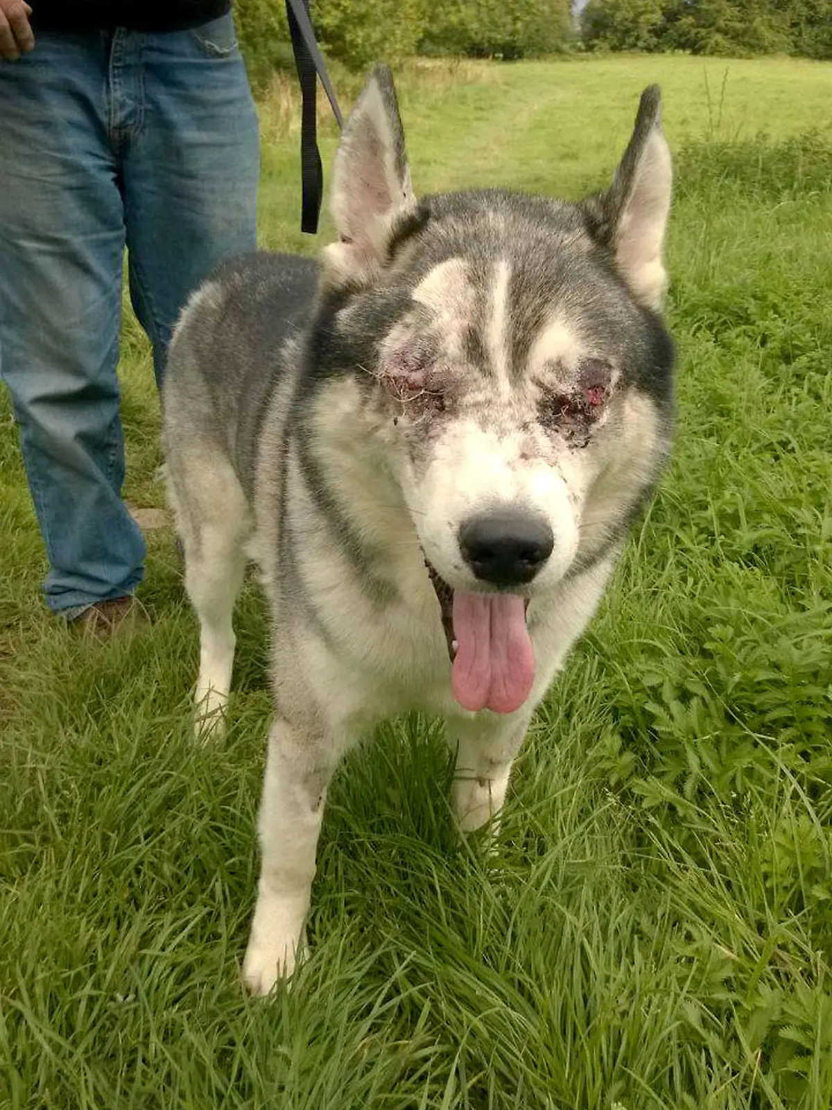 PIC FROM CATERS NEWS - (Pictured: Macari now after both eyes have been removed and the sockets stitched to heal. He is very strong and affectionate.) - These adorable little husky is looking for a new home  after being dumped in a field and SHOT in the FACE. Poorly pooch Macari was taken to Galway Society for the Protection of Animals (SPCA), Ireland, in August by his owners, who claimed they could no longer look after him and his sister Reba as their new landlord did not allow pets. The Heathlawn sanctuary sadly had to turn him away as they were full, but told the owners to come back with the pups in two weeks. Sanctuary worker (?) Emma said: The parents had very little English, so it was the young teenage boy who spoke to us. They no longer could or wanted to keep their dogs, their new landlord wanted the dogs out. SEE CATERS COPY