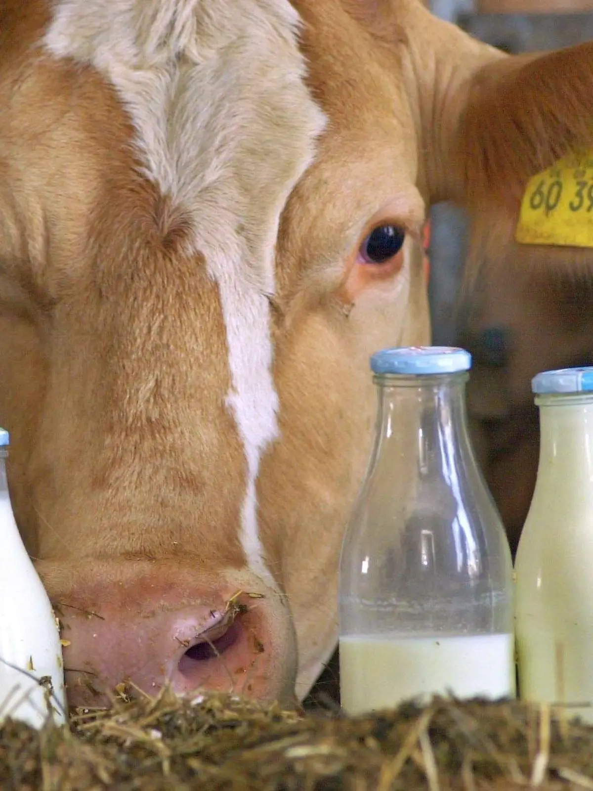 ARCHIV - ILLUSTRATION - Eine Kuh schaut am 23.7.2003 in einem Stall in Ipthausen (Bayern) hinter vier mit Milch gefüllten Flaschen hervor. Foto: Karl-Josef Hildenbrand/dpa (zu dpa «Milchkrise: EU-Staaten wollen leidenden Bauern helfen» vom 06.09.2015) +++(c) dpa - Bildfunk+++