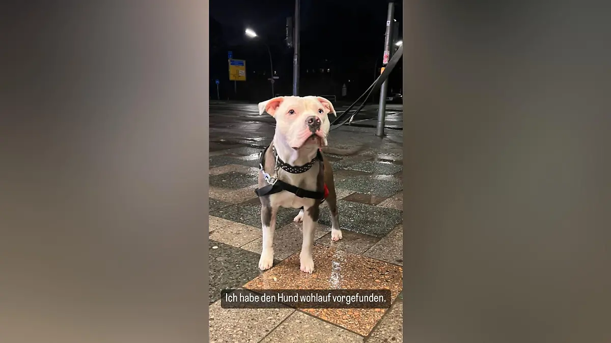 Misshandelter Hund