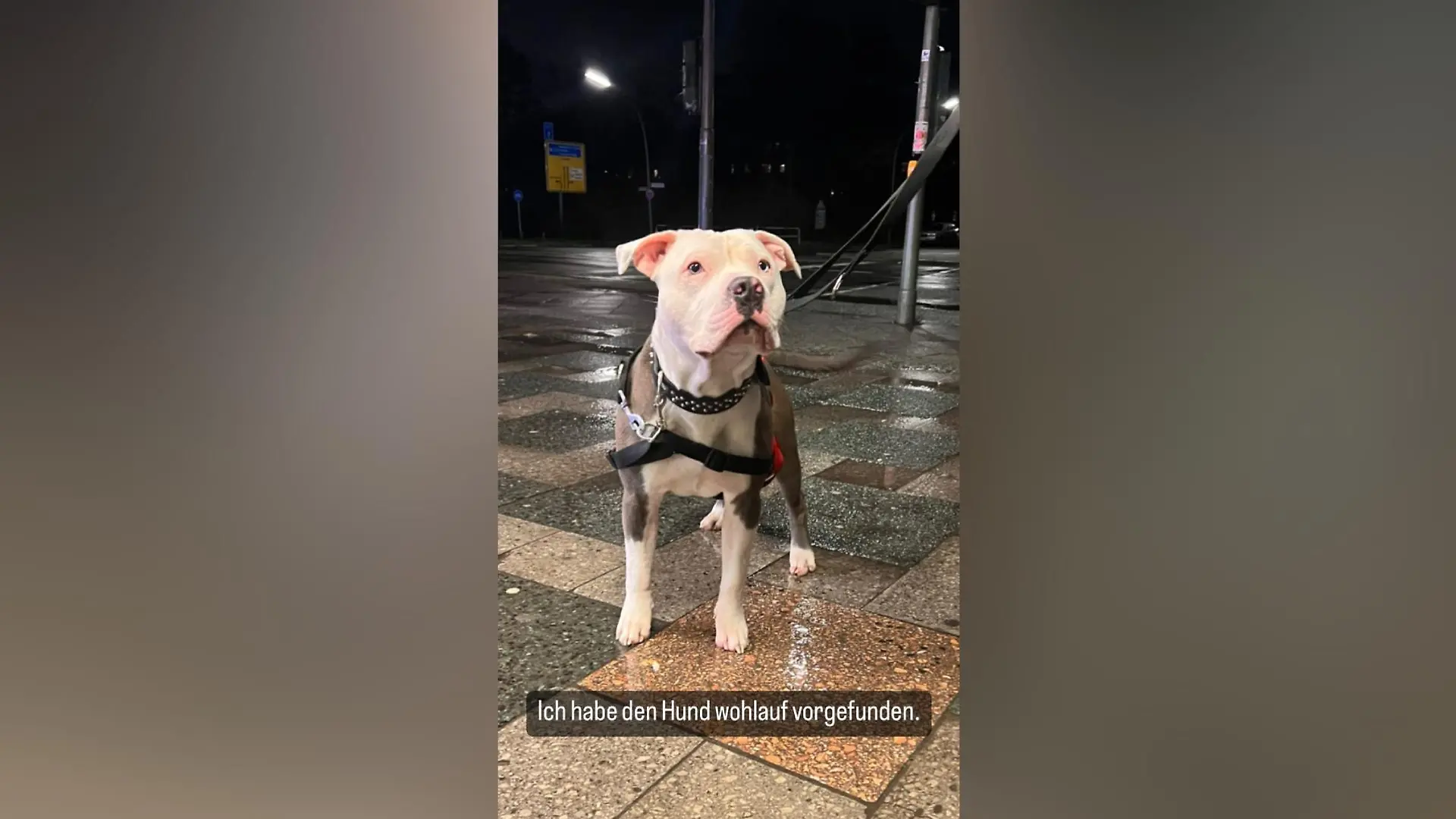 Misshandelter Hund