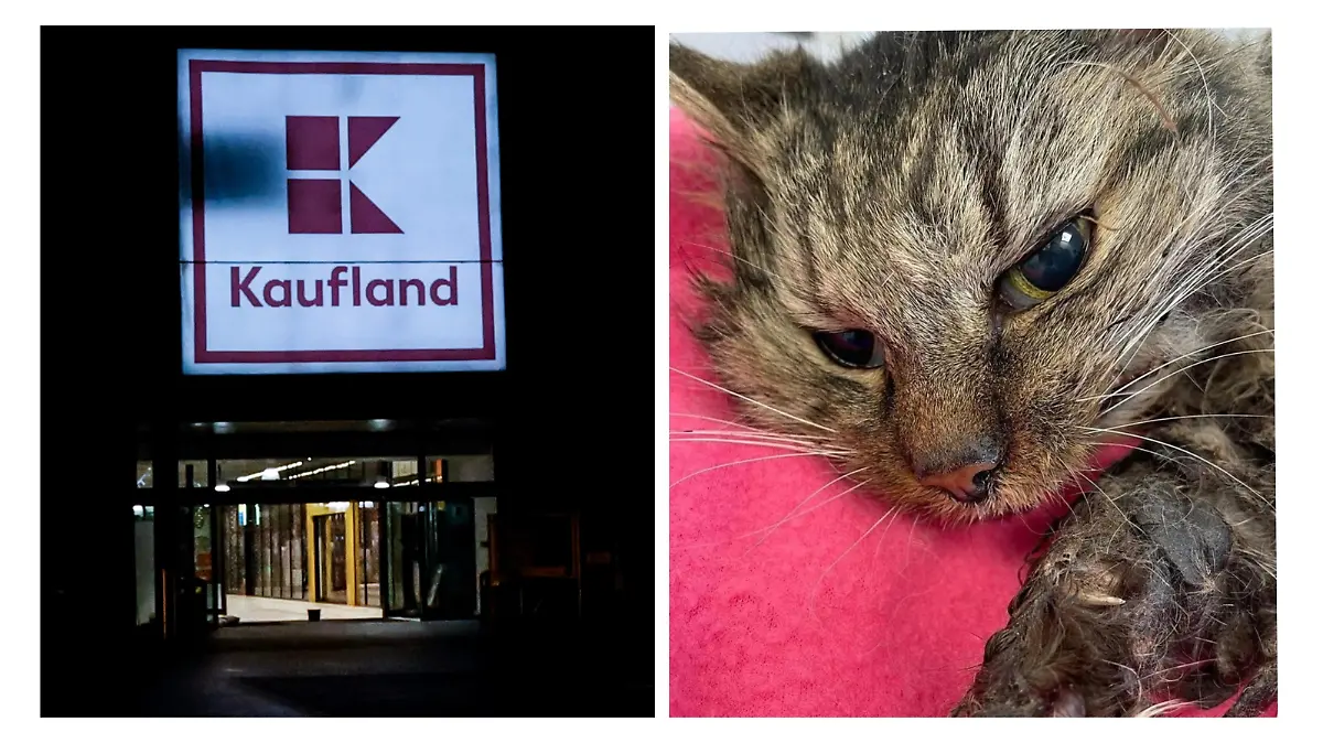 Kaufland und Katze