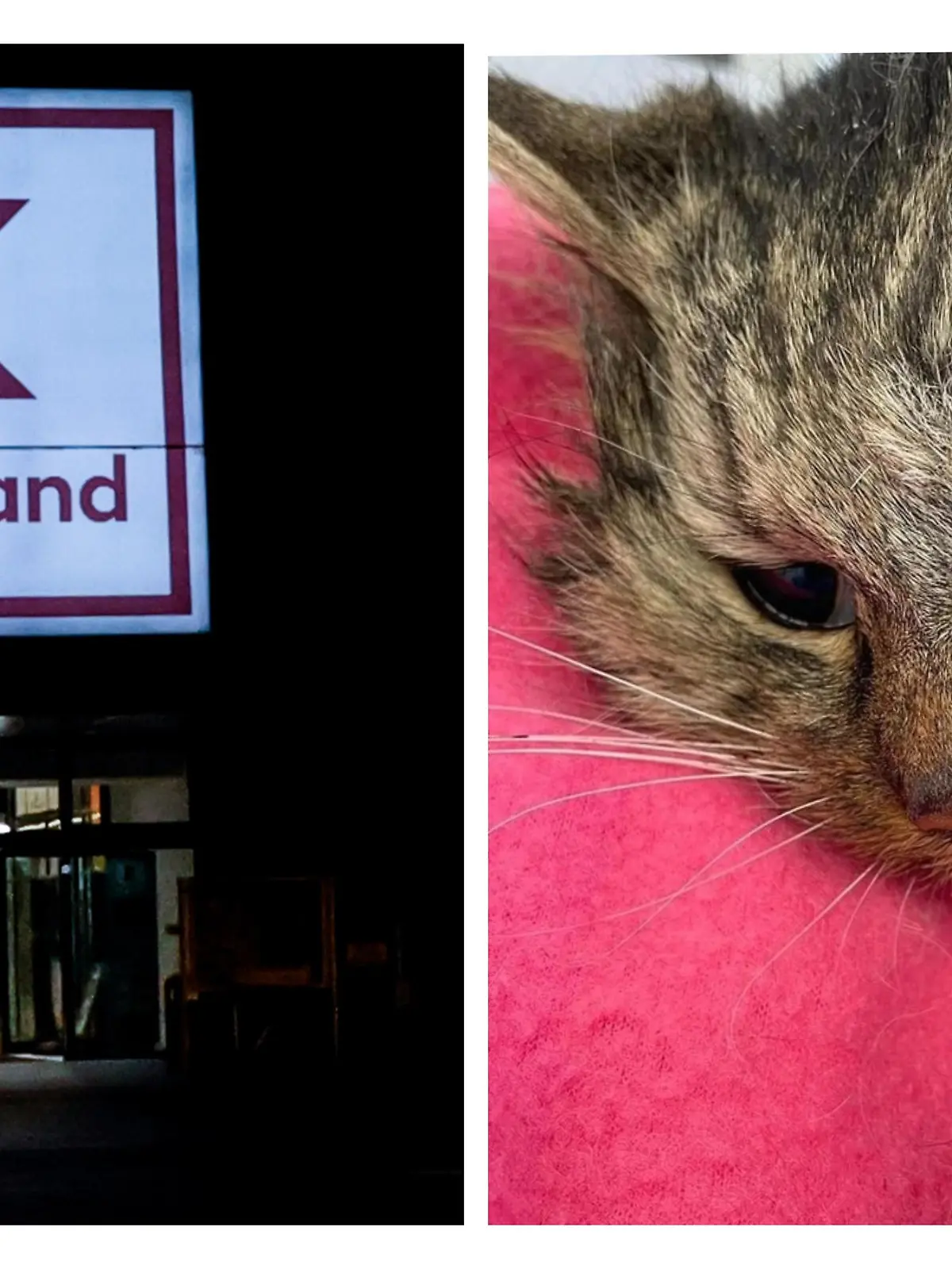 Kaufland und Katze