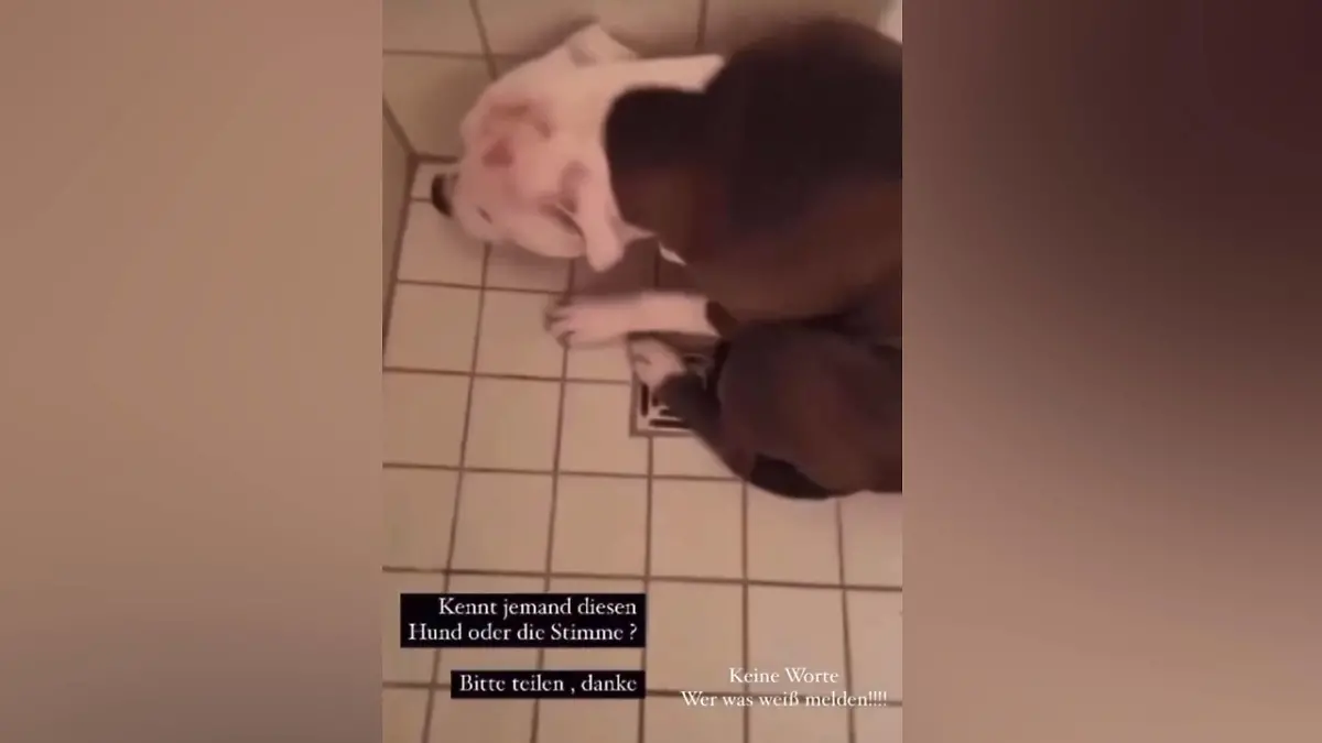 Ein Tierquäler-Video sorgte für Selbstjustiz im Netz.