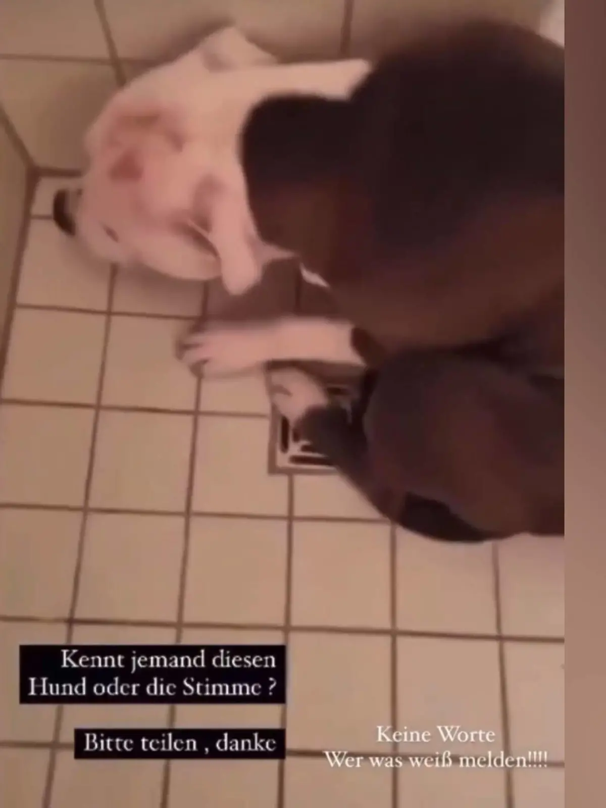 Ein Tierquäler-Video sorgte für Selbstjustiz im Netz.