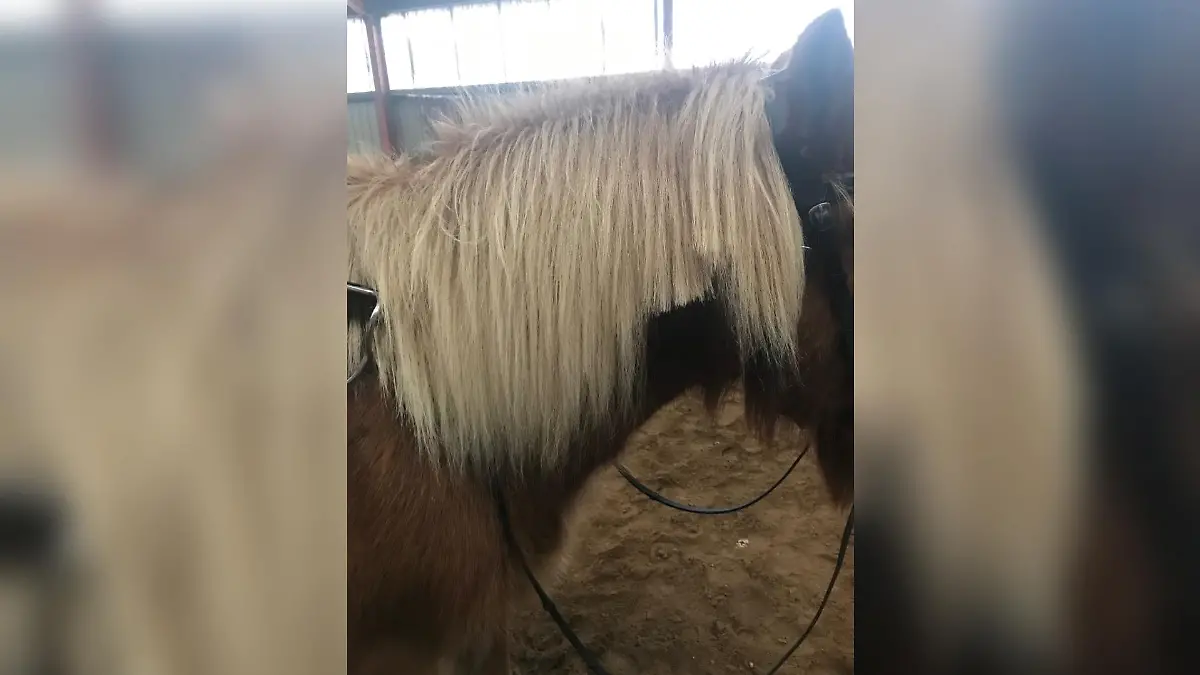 Dem Islandpony wurde ungewollt die Mähne abgeschnitten.