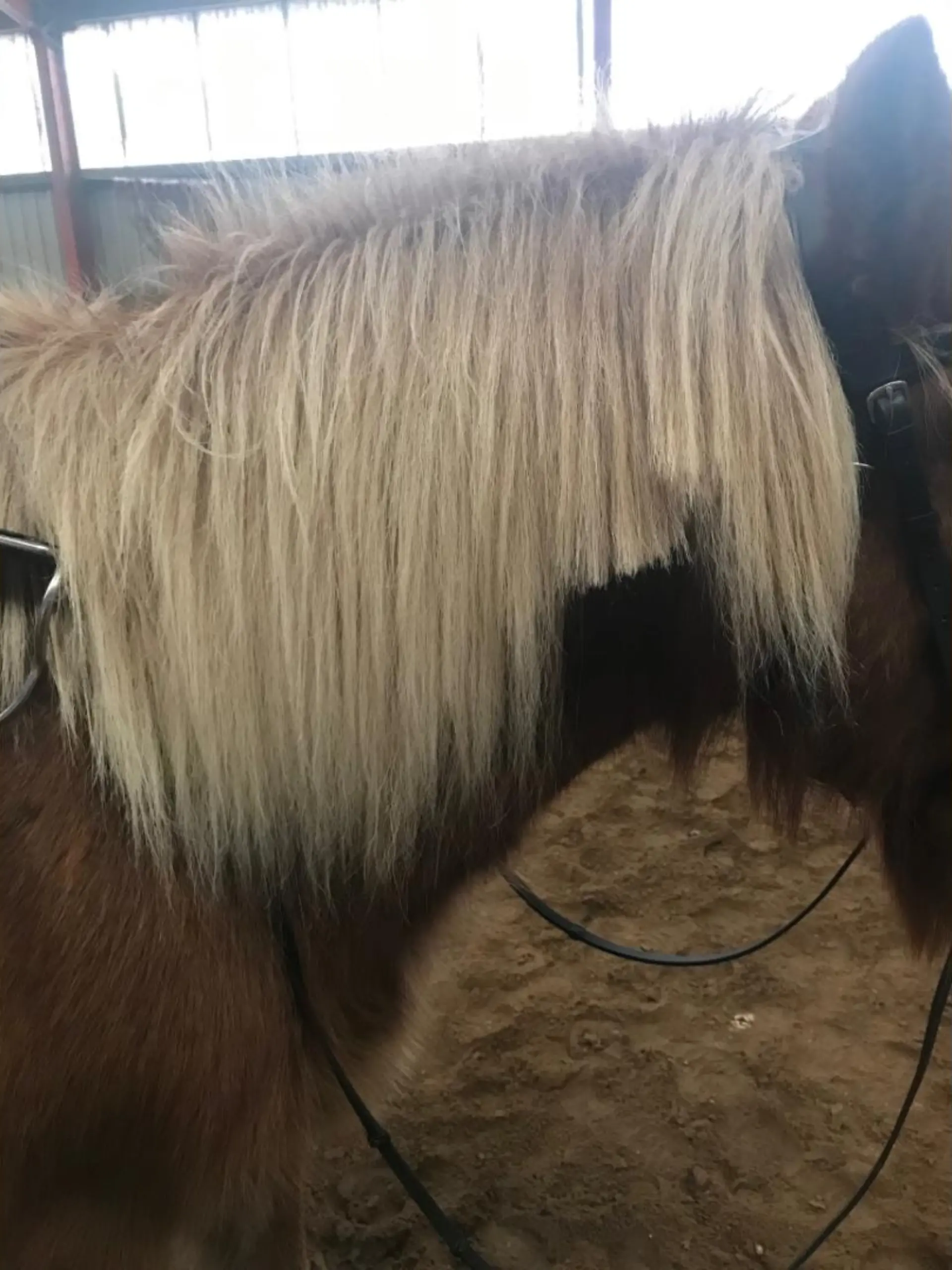 Dem Islandpony wurde ungewollt die Mähne abgeschnitten.
