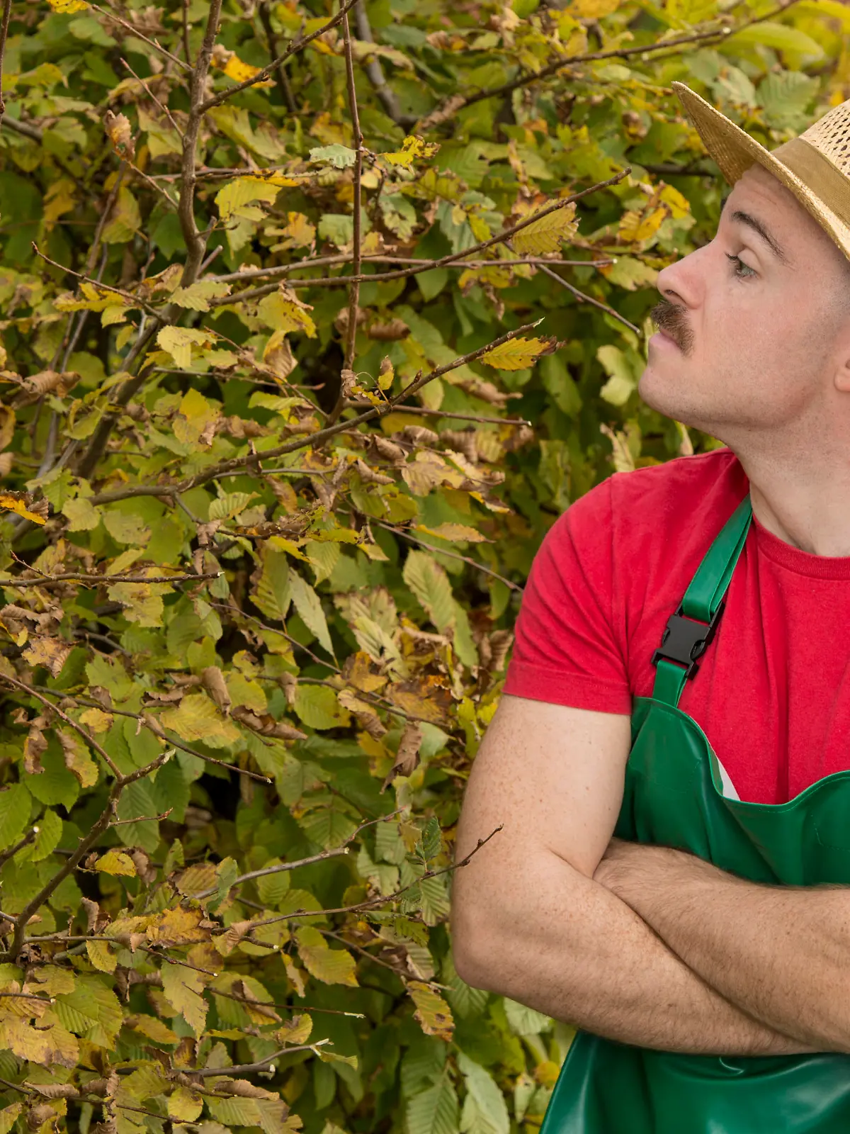 Neugieriger Nachbar schaut über die Hecke - curious neighbour Keine Weitergabe an Drittverwerter.