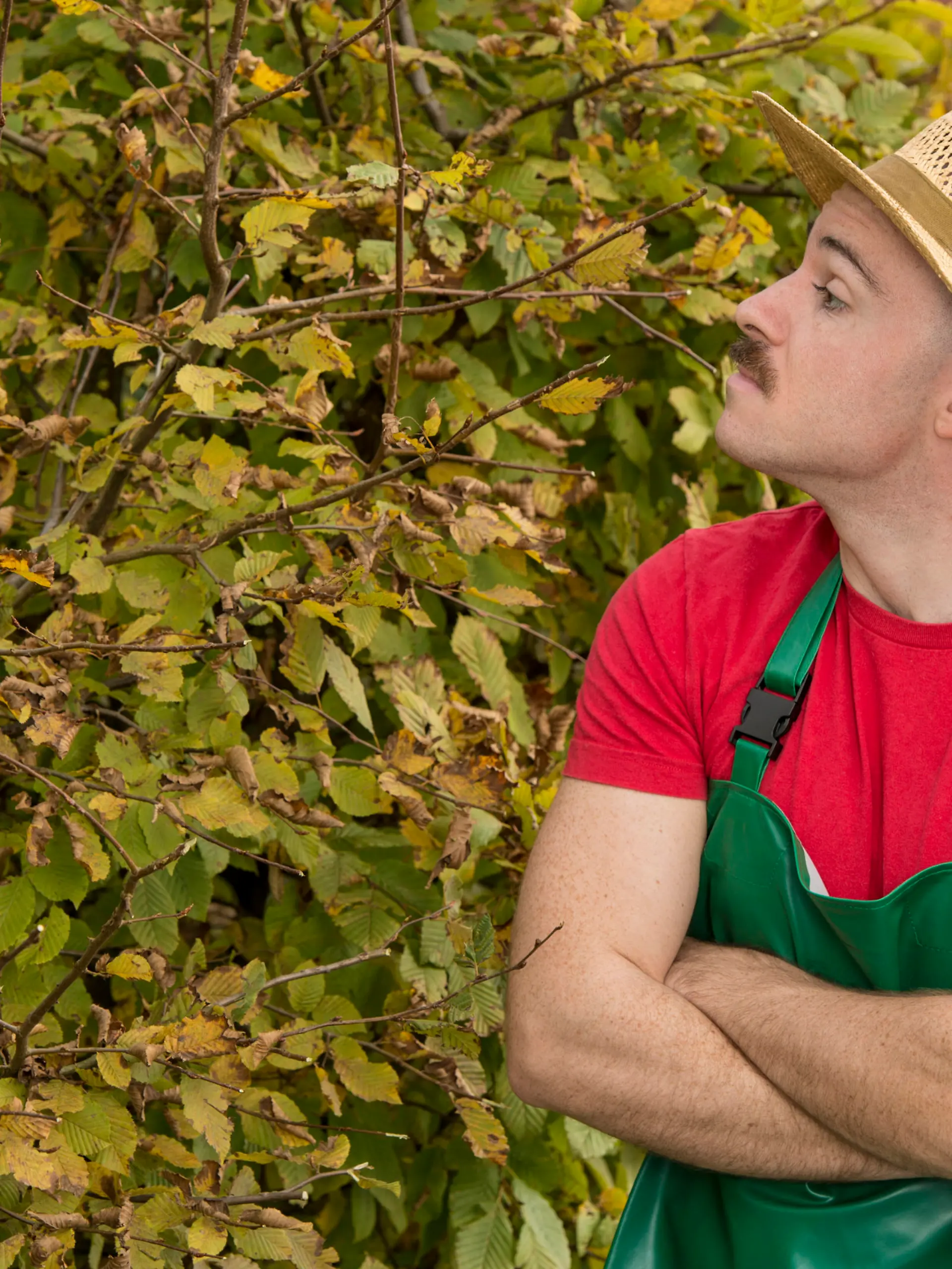 Neugieriger Nachbar schaut über die Hecke - curious neighbour Keine Weitergabe an Drittverwerter.